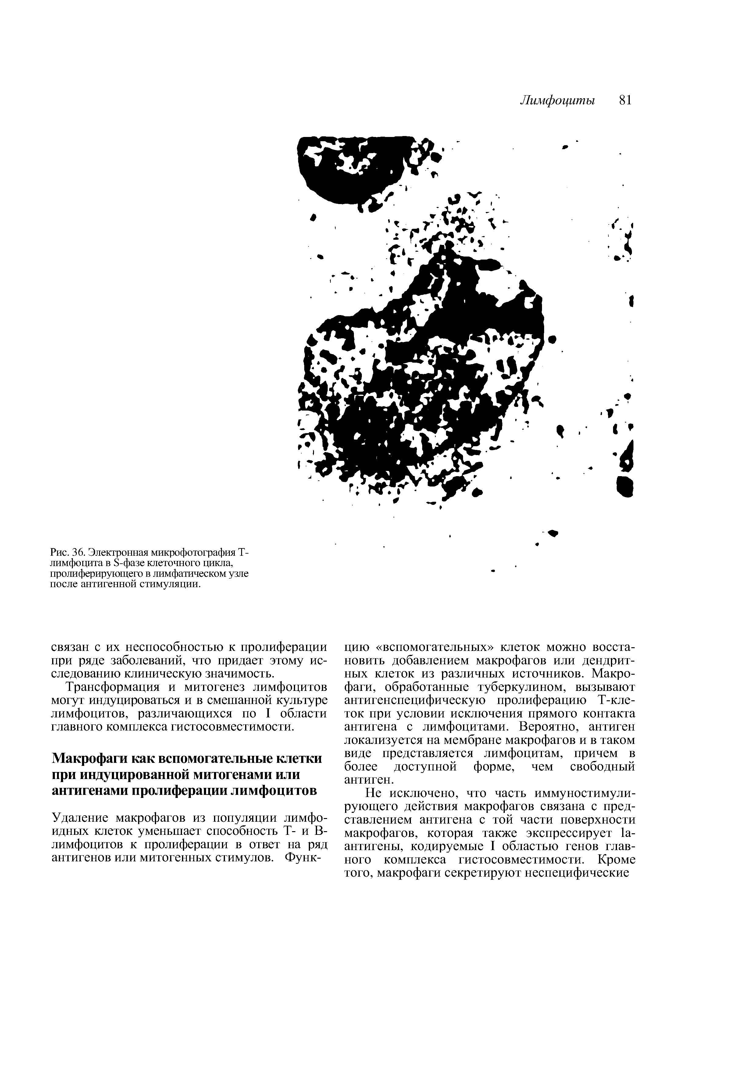 Рис. 36. Электронная микрофотография Т-лимфоцита в -фазе клеточного цикла, пролиферирующего в лимфатическом узле после антигенной стимуляции.