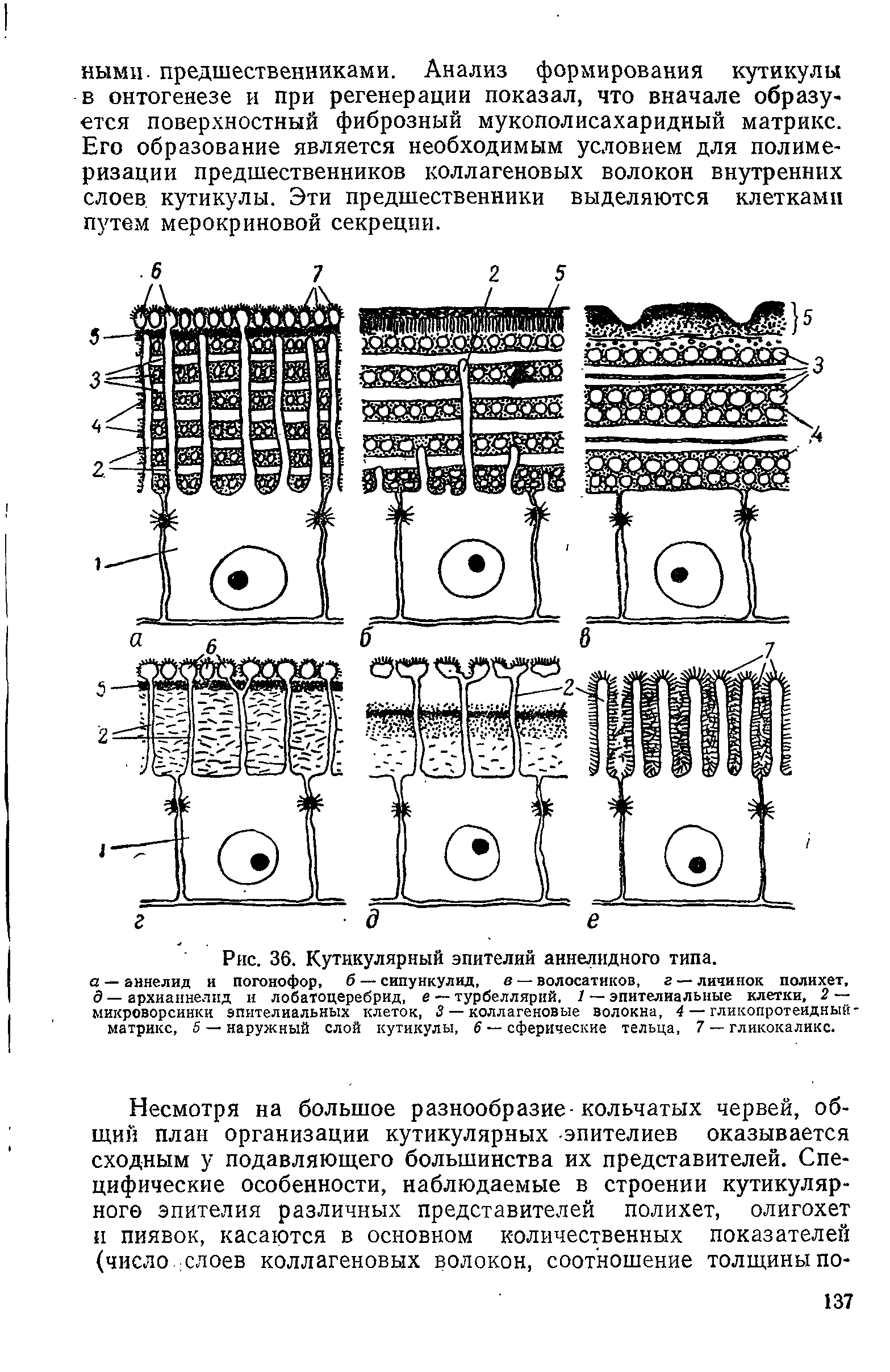 Рис. 36. Кутикулярный эпителий аннелидного типа. а — аннелид и погонофор, б — сипункулид, в — волосатиков, г — личинок полихет, д — архианнелид и лобатоцеребрид, е — турбеллярий, 1 — эпителиальные клетки, 2 — микроворсинки эпителиальных клеток, 3 — коллагеновые волокна, 4 — гликопротеидный-матрикс, 5 — наружный слой кутикулы, 6 сферические тельца, 7 — гликокаликс.