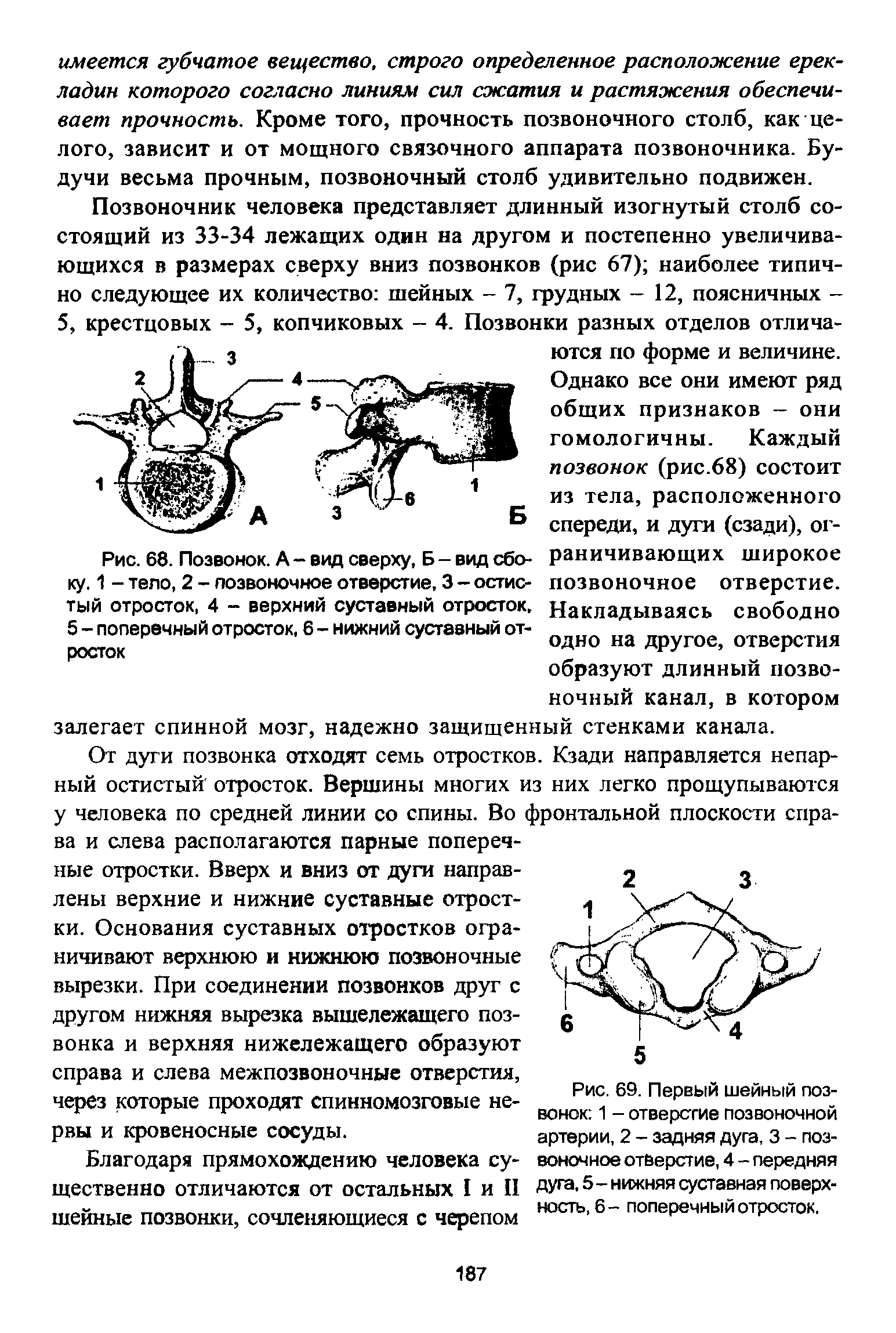 Рис. 68. Позвонок. А - вид сверху, Б - вид сбоку. 1 - тело, 2 - позвоночное отверстие, 3 - остистый отросток, 4 - верхний суставный отросток, 5 - поперечный отросток, 6 - нижний суставный отросток...