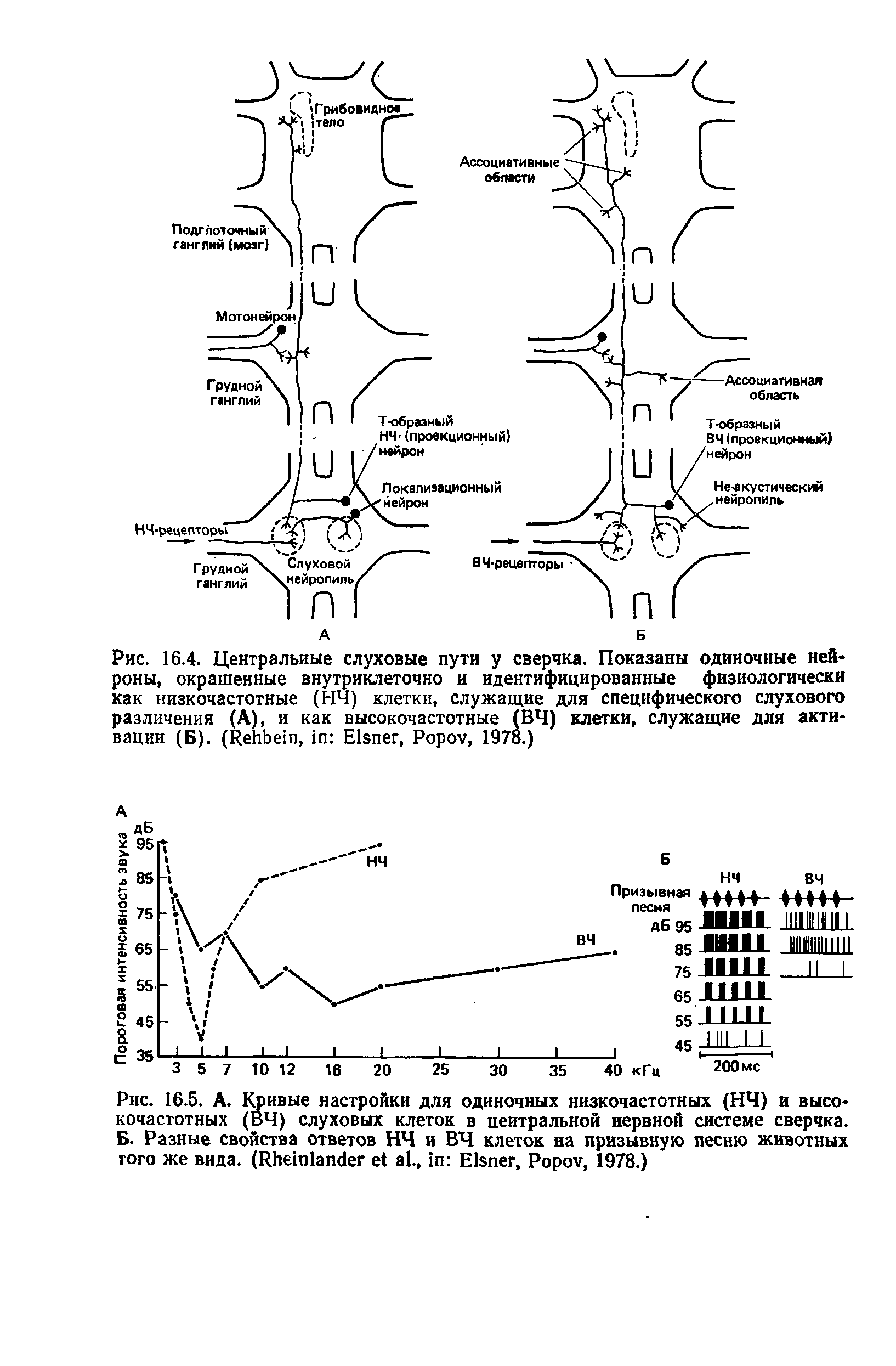 Рис. 16.5. А. Кривые настройки для одиночных низкочастотных (НЧ) и высокочастотных (ВЧ) слуховых клеток в центральной нервной системе сверчка. Б. Разные свойства ответов НЧ и ВЧ клеток на призывную песню животных того же вида. (R ., E , P , 1978.)...