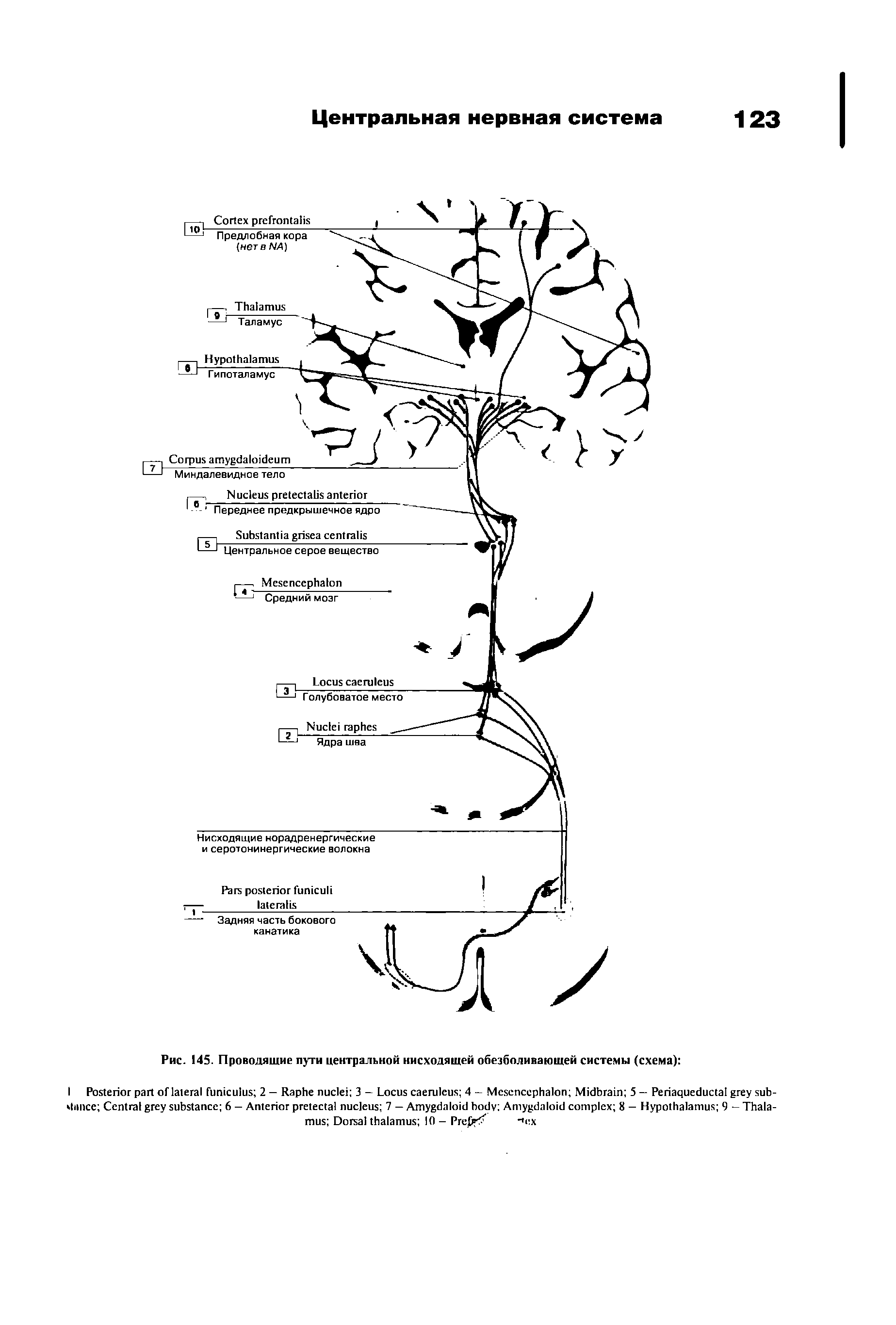 Рис. 145. Проводящие пути центральной нисходящей обезболивающей системы (схема) ...