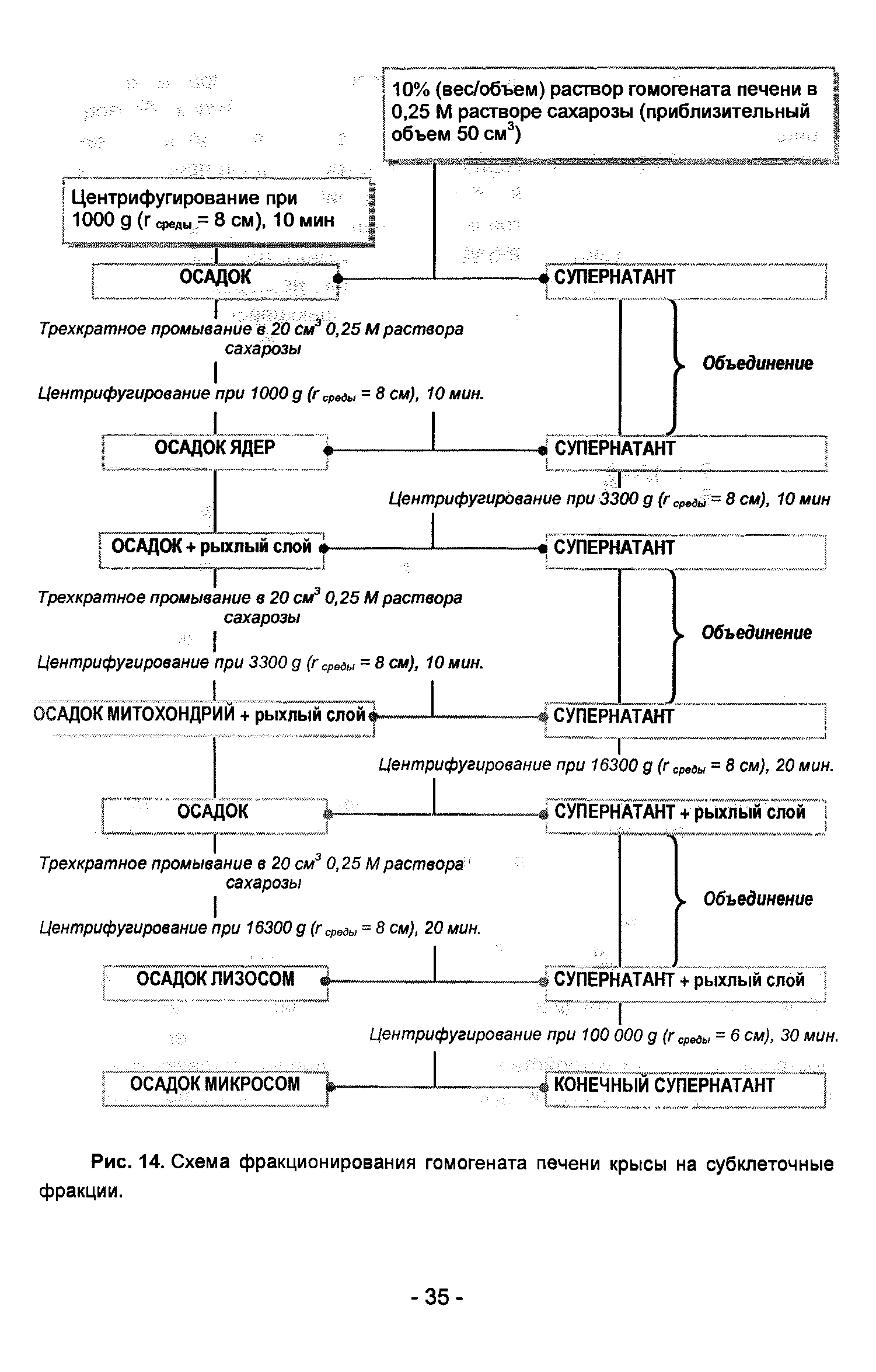 Рис. 14. Схема фракционирования гомогената печени крысы на субклеточные фракции.