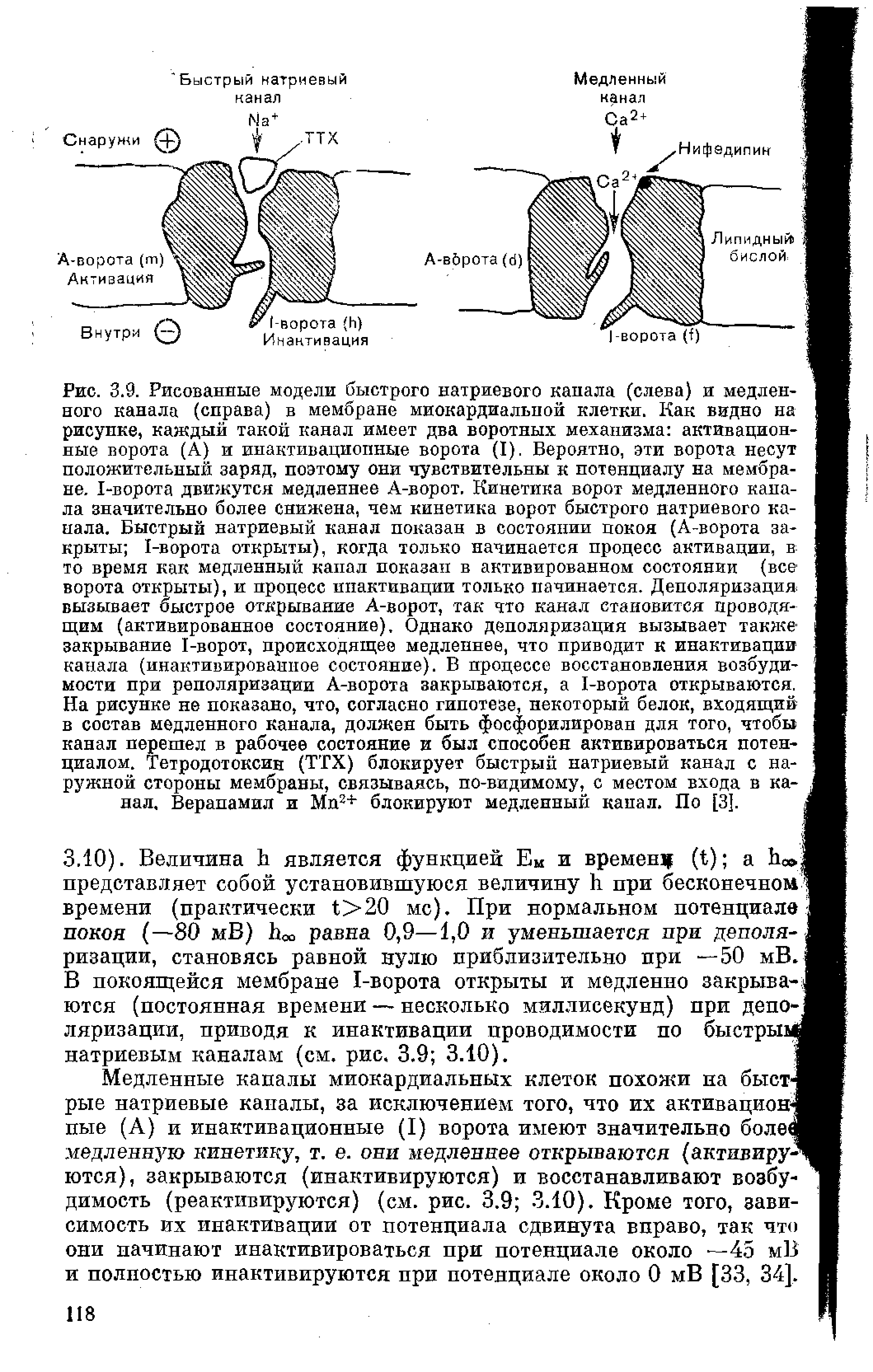 Рис. 3.9. Рисованные модели быстрого натриевого капала (слева) и медлен-ного канала (справа) в мембране миокардиальной клетки. Как видно на В рисунке, каждый такой канал имеет два воротных механизма активацион-ные ворота (А) и инактивациопные ворота (I). Вероятно, эти ворота несут ...