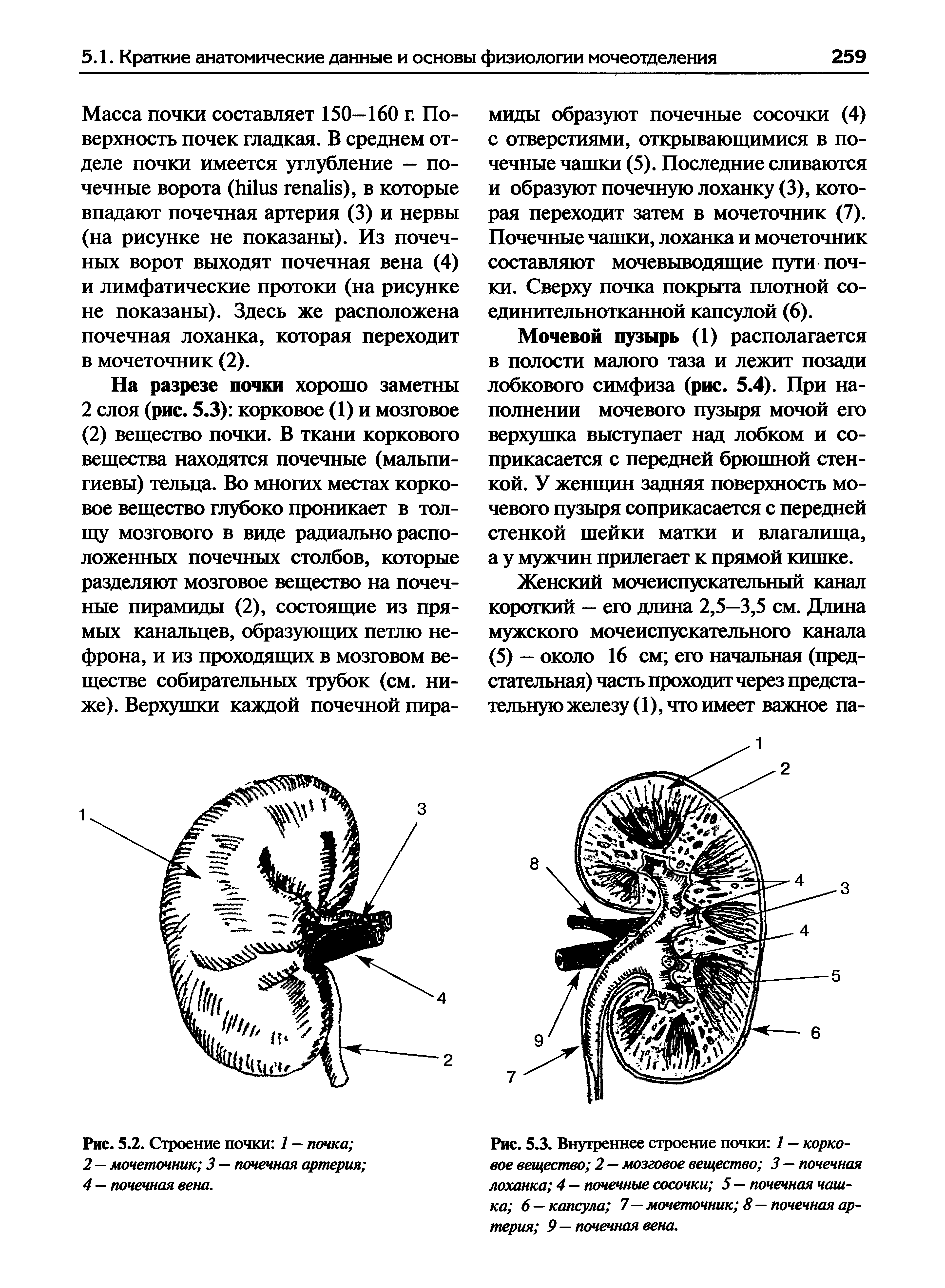 Рис. 5.3. Внутреннее строение почки 1 — корковое вещество 2 — мозговое вещество 3 — почечная лоханка 4 — почечные сосочки 5 — почечная чашка 6—капсула 7—мочеточник 8 — почечная артерия 9 — почечная вена.