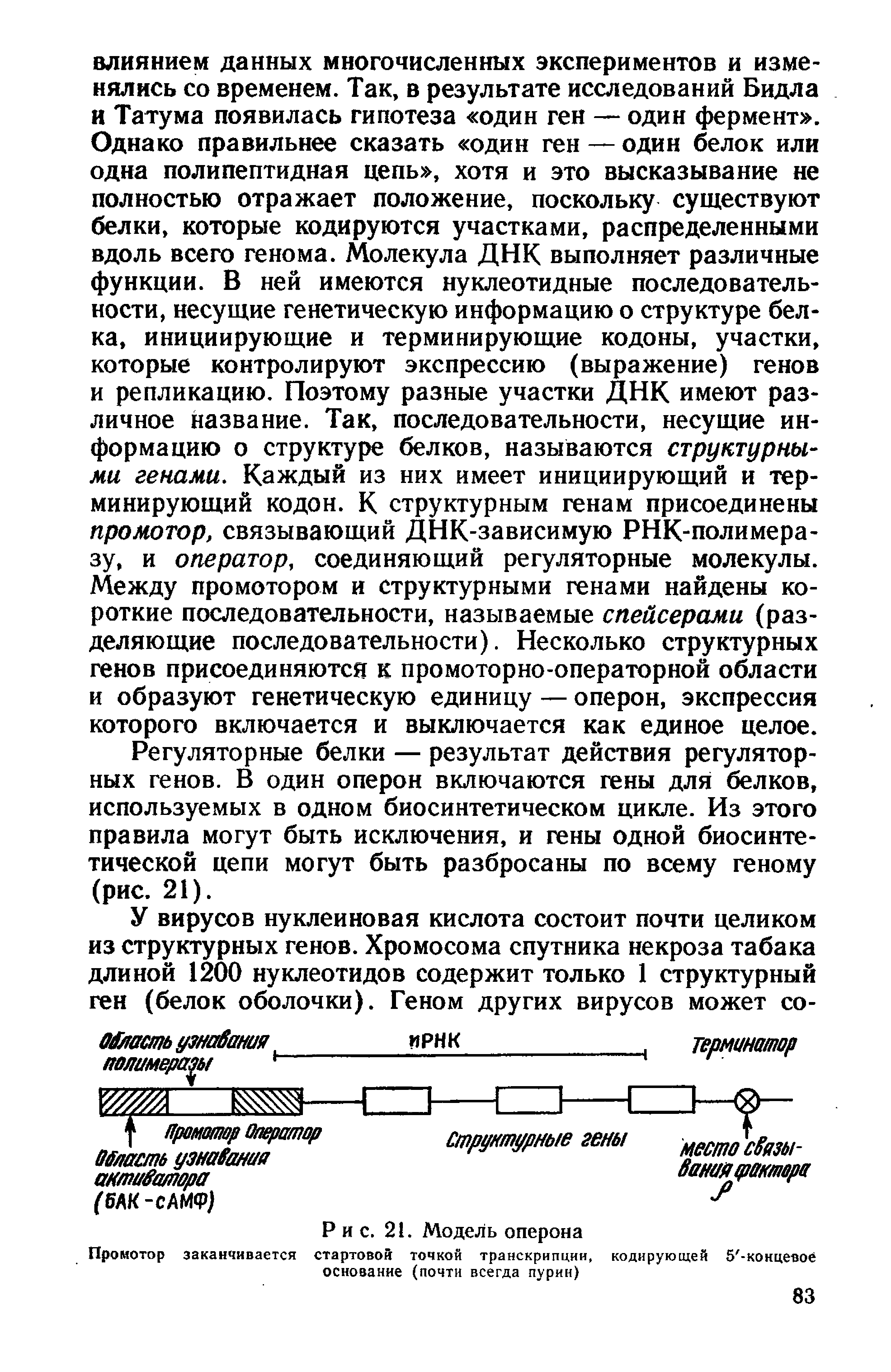 Рис. 21. Модель оперона стартовой точкой транскрипции, основание (почти всегда пурин)...