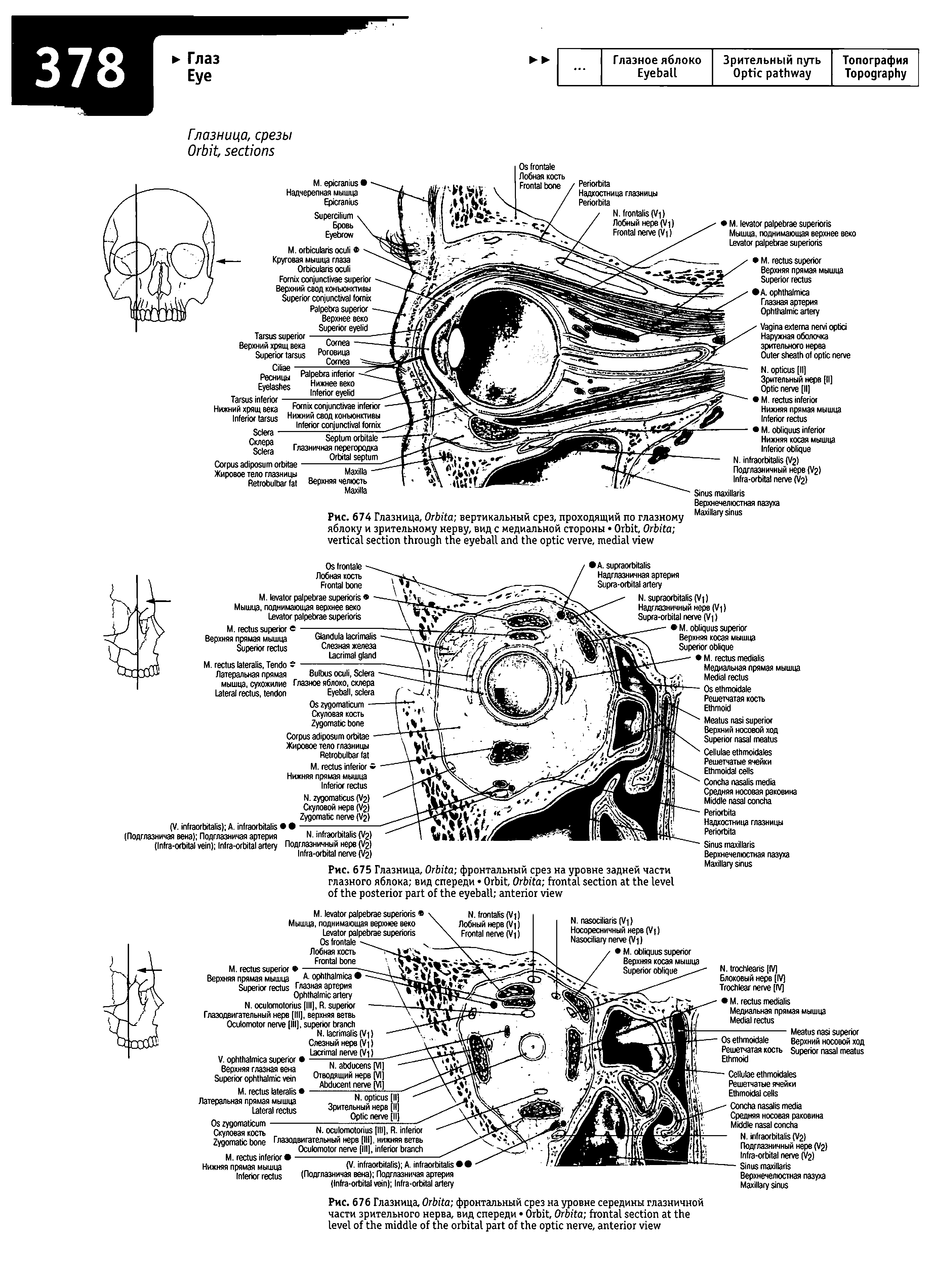 Рис. 674 Глазница, O вертикальный срез, проходящий по глазному яблоку и зрительному нерву, вид с медиальной стороны O , O , ...