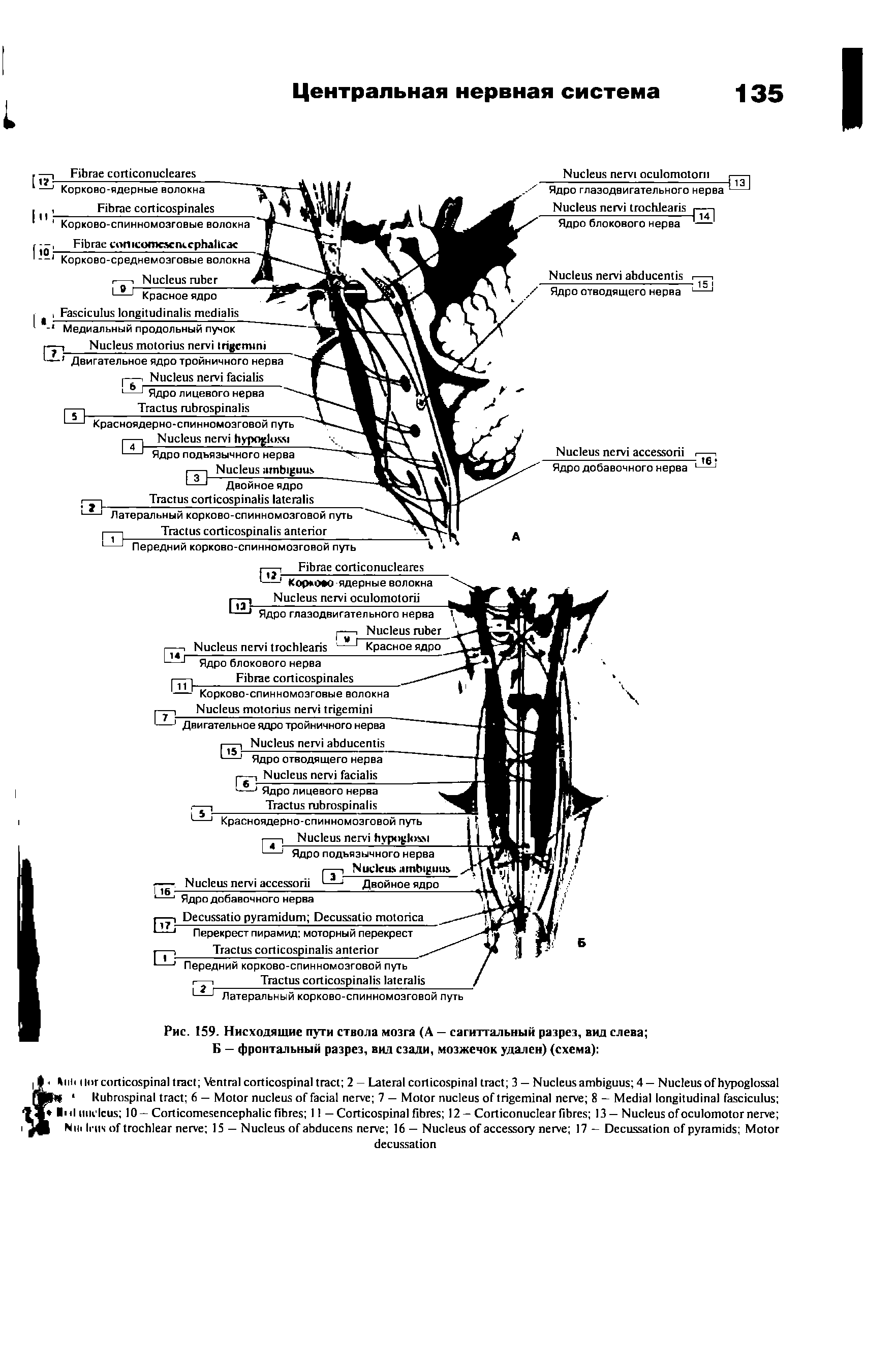 Рис. 159. Нисходящие пути ствола мозга (А — сагиттальный разрез, вид слева Б — фронтальный разрез, вил сзади, мозжечок удален) (схема) ...