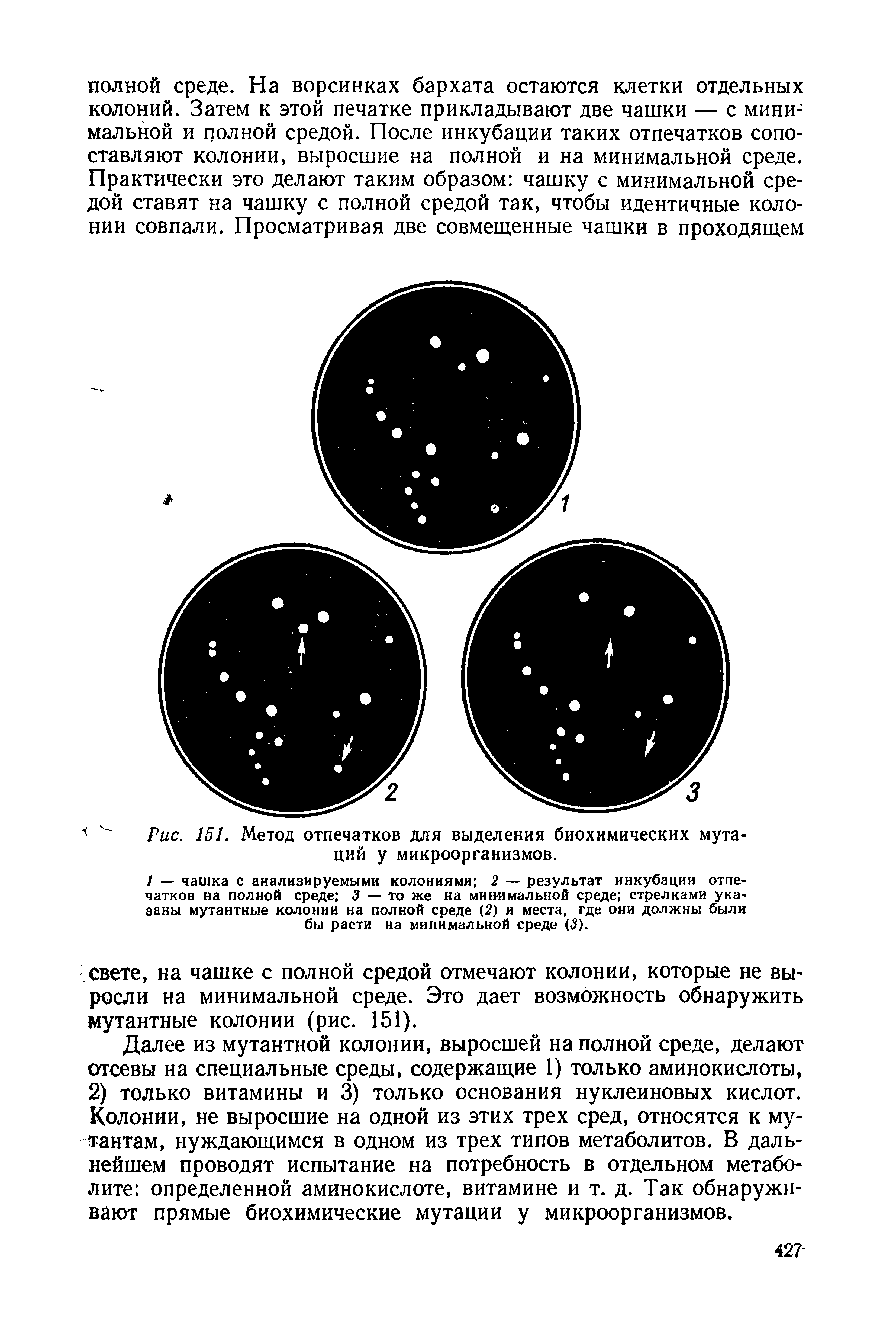 Рис. 151. Метод отпечатков для выделения биохимических мутаций у микроорганизмов.