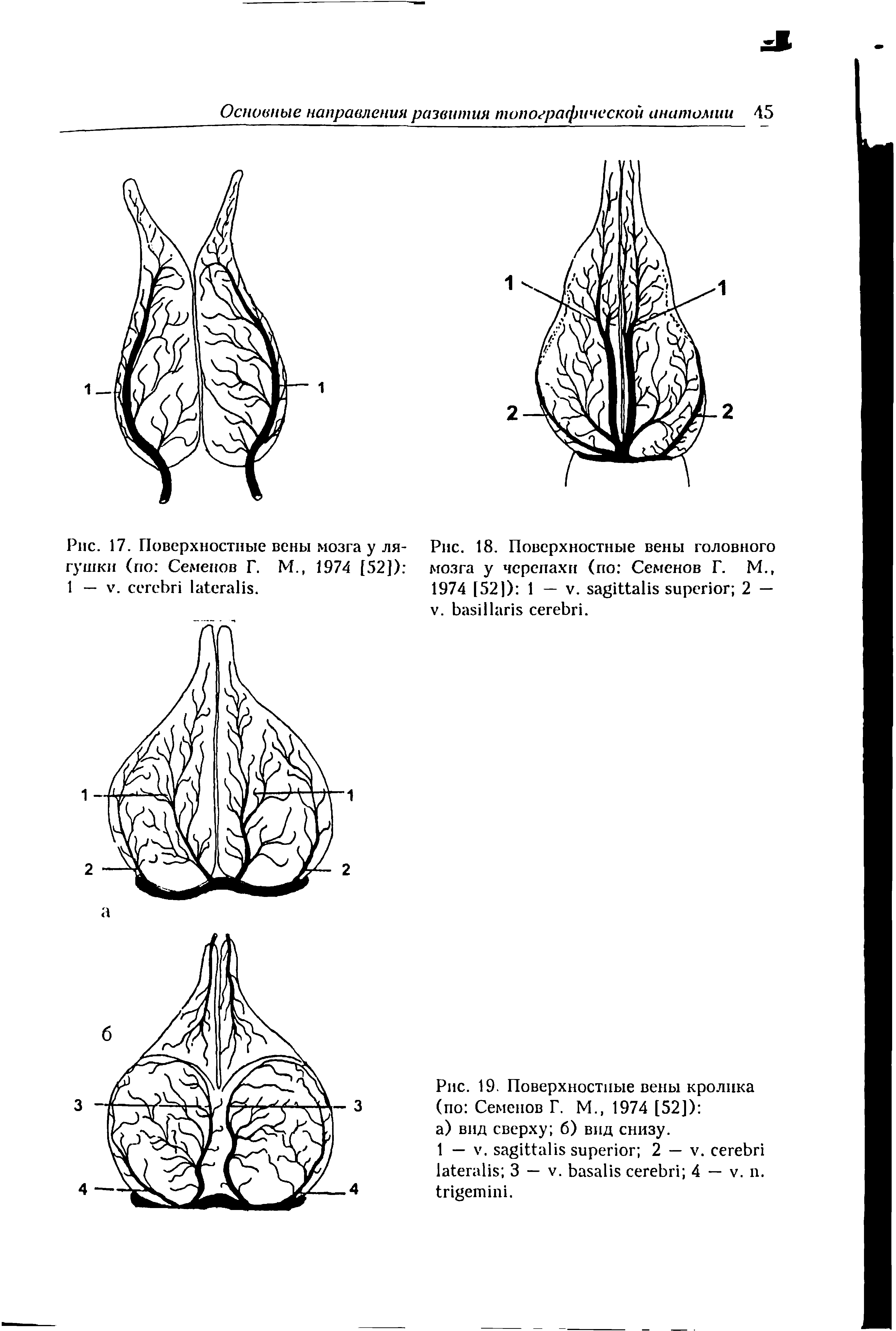 Рис. 17. Поверхностные вены мозга у лягушки (по Семенов Г. М. 1974 [52]) 1 — V. .