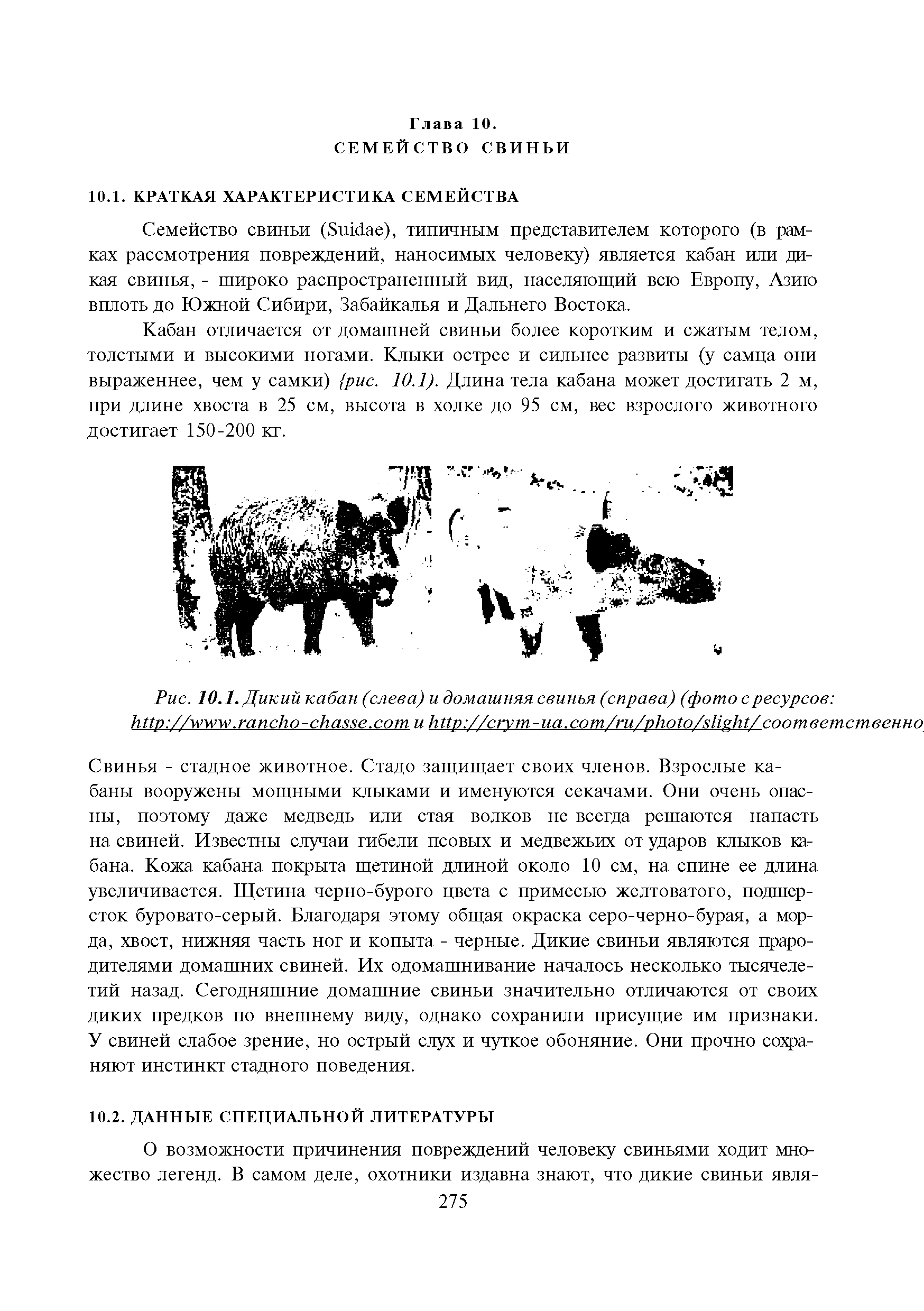 Рис. 10.1. Дикий кабан (слева) и домашняя свинья (справа) (фото с ресурсов // . - . и // - . / / / / HH ...