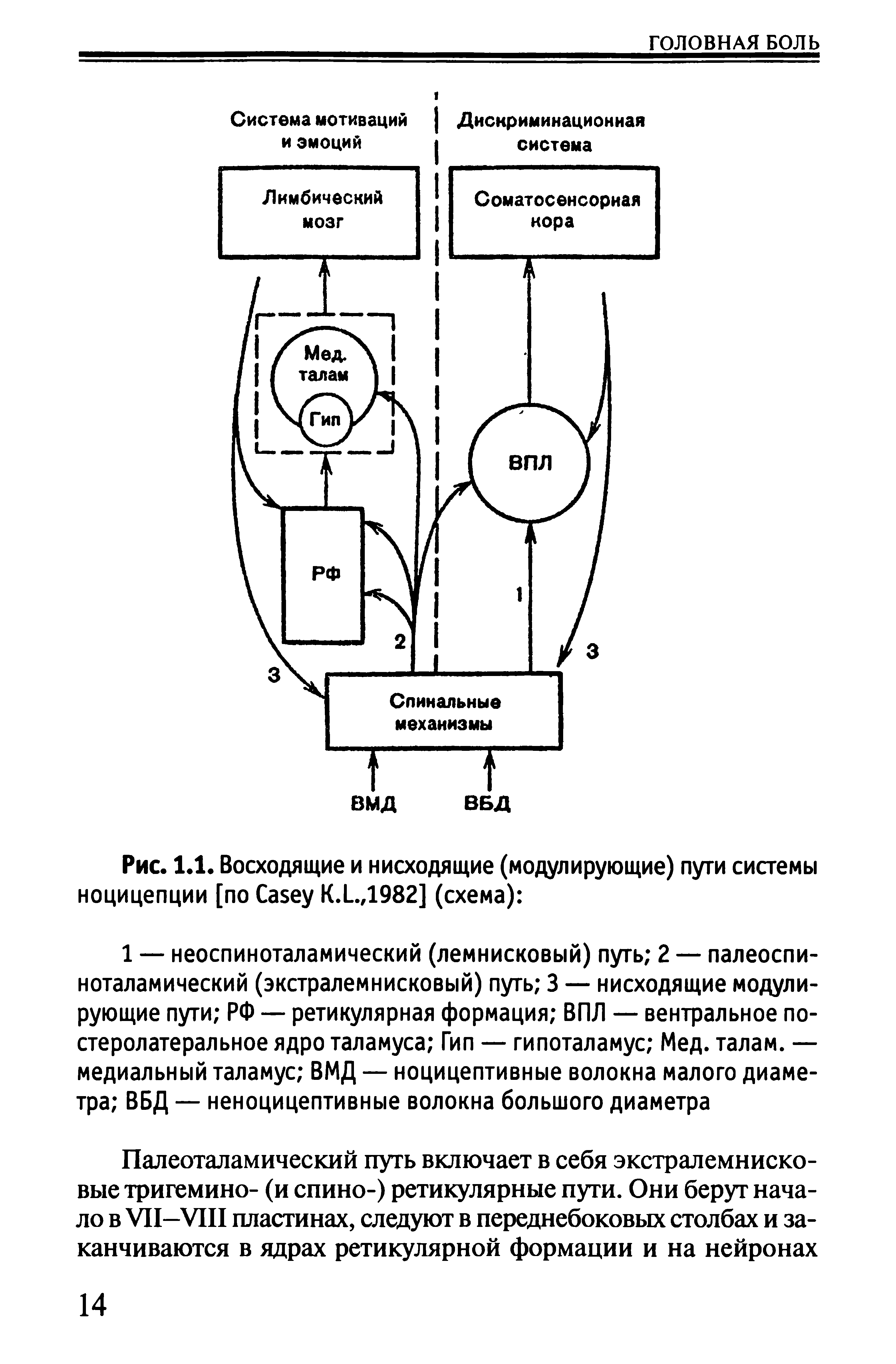 Рис. 1.1. Восходящие и нисходящие (модулирующие) пути системы ноцицепции [по C K.L.,1982] (схема) ...