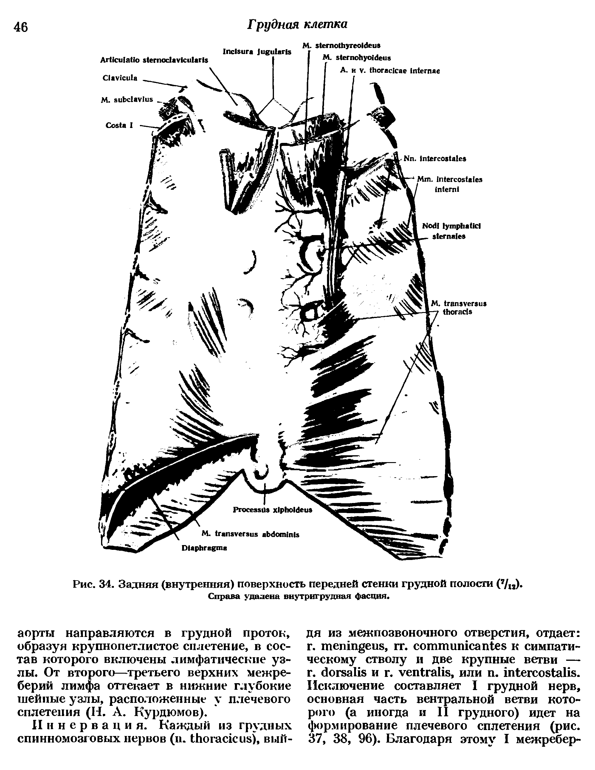 Рис. 34. Задняя (внутренняя) поверхность передней стенки грудной полости ( / ) Справа удалена внутригрудная фасция ...