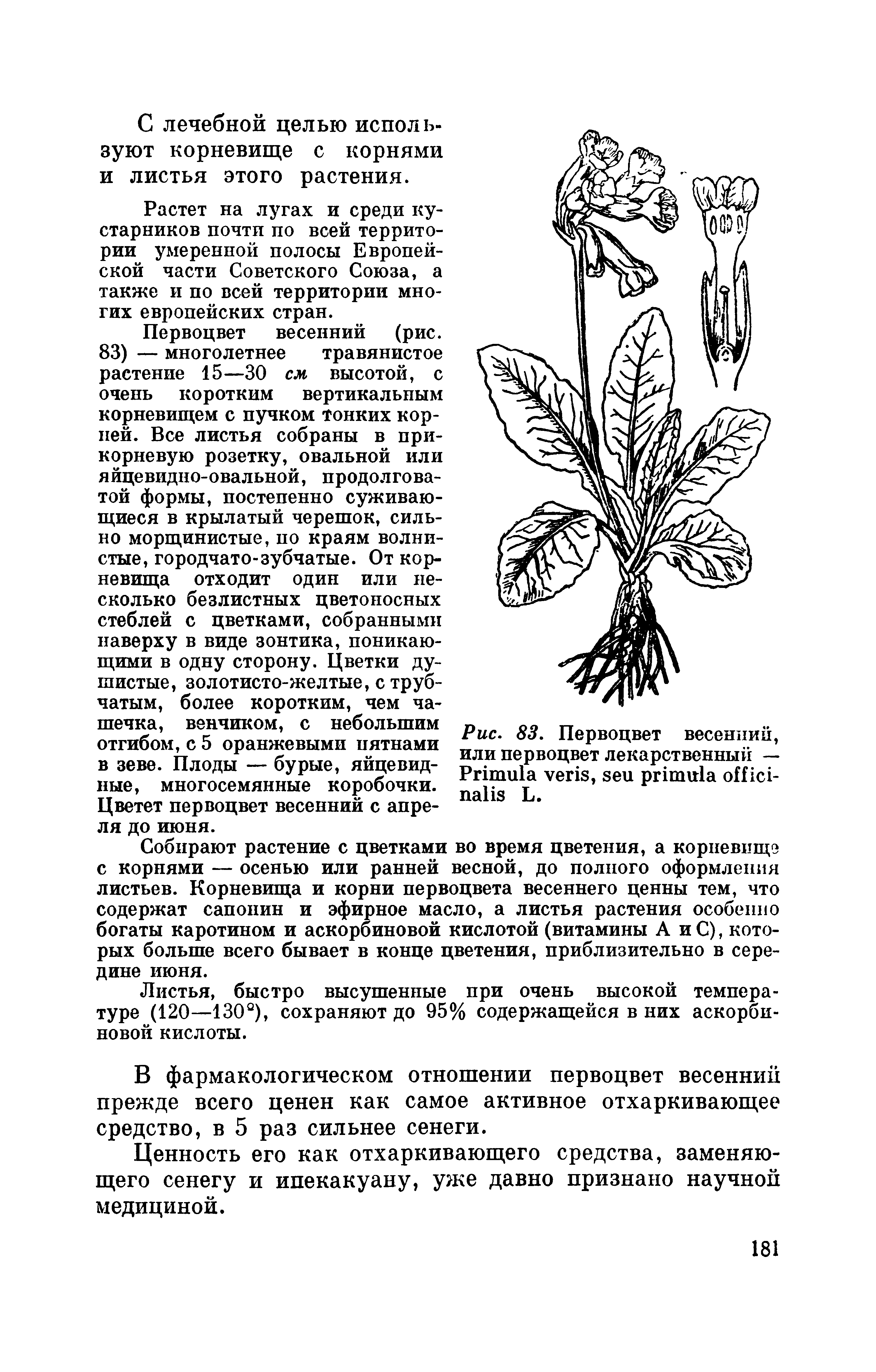 Рис. 83. Первоцвет весенний, или первоцвет лекарственный — P , L.