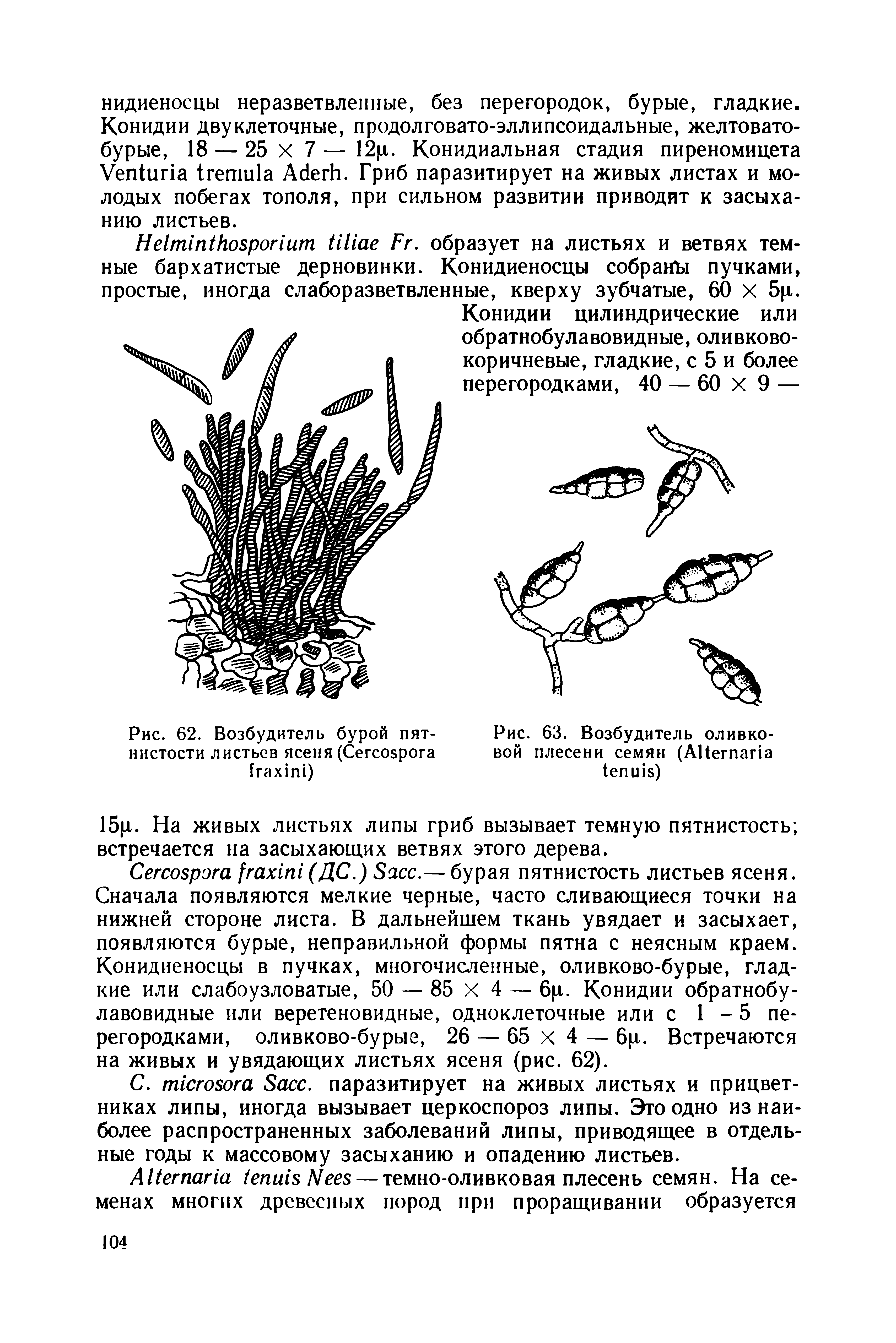 Рис. 62. Возбудитель бурой пятнистости листьев ясеня (C )...