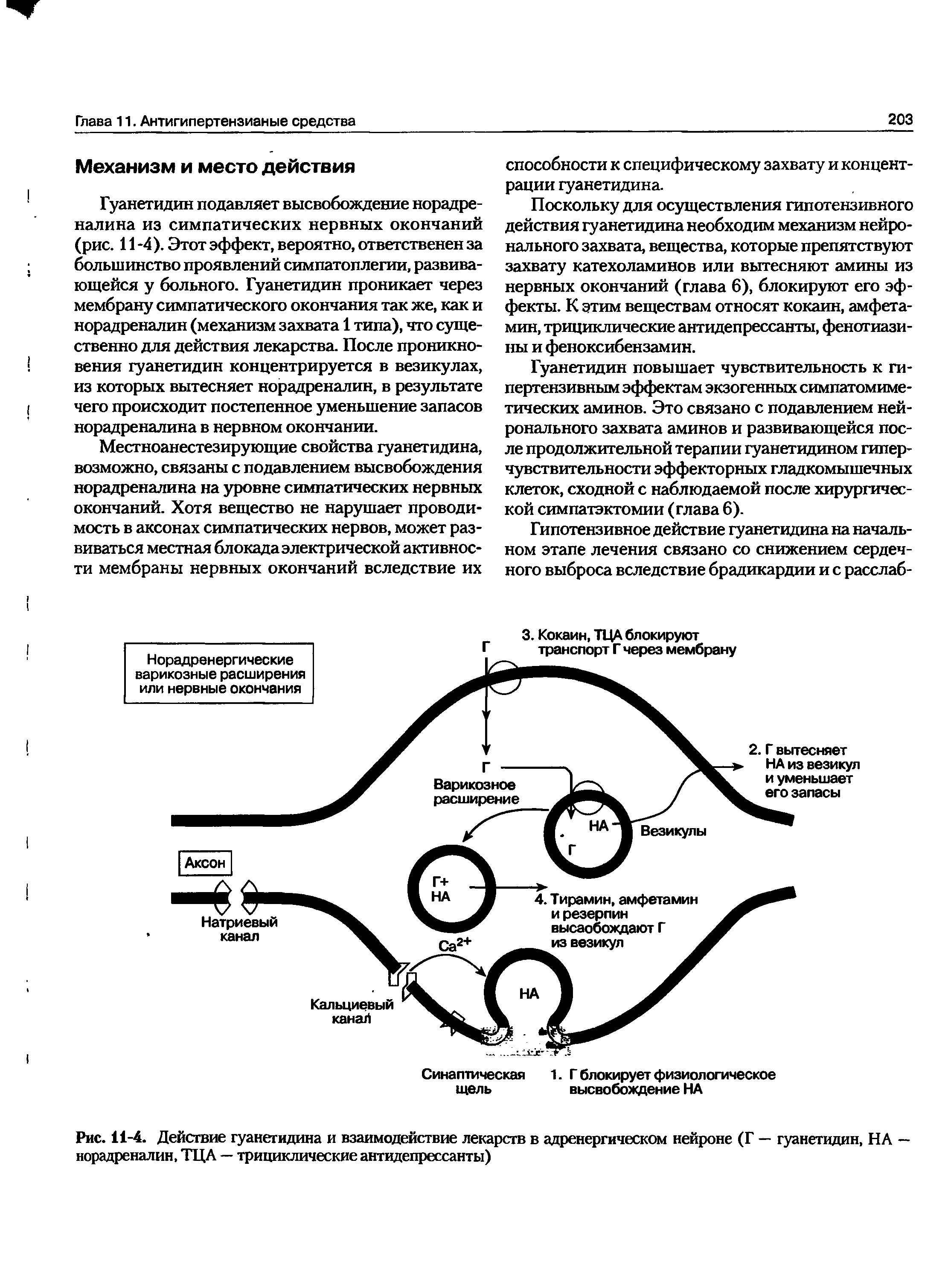 Рис. 11-4. Действие гуанетидина и взаимодействие лекарств в адренергическом нейроне (Г — гуанетидин, НА — норадреналин, ТЦА — трициклические антидепрессанты)...