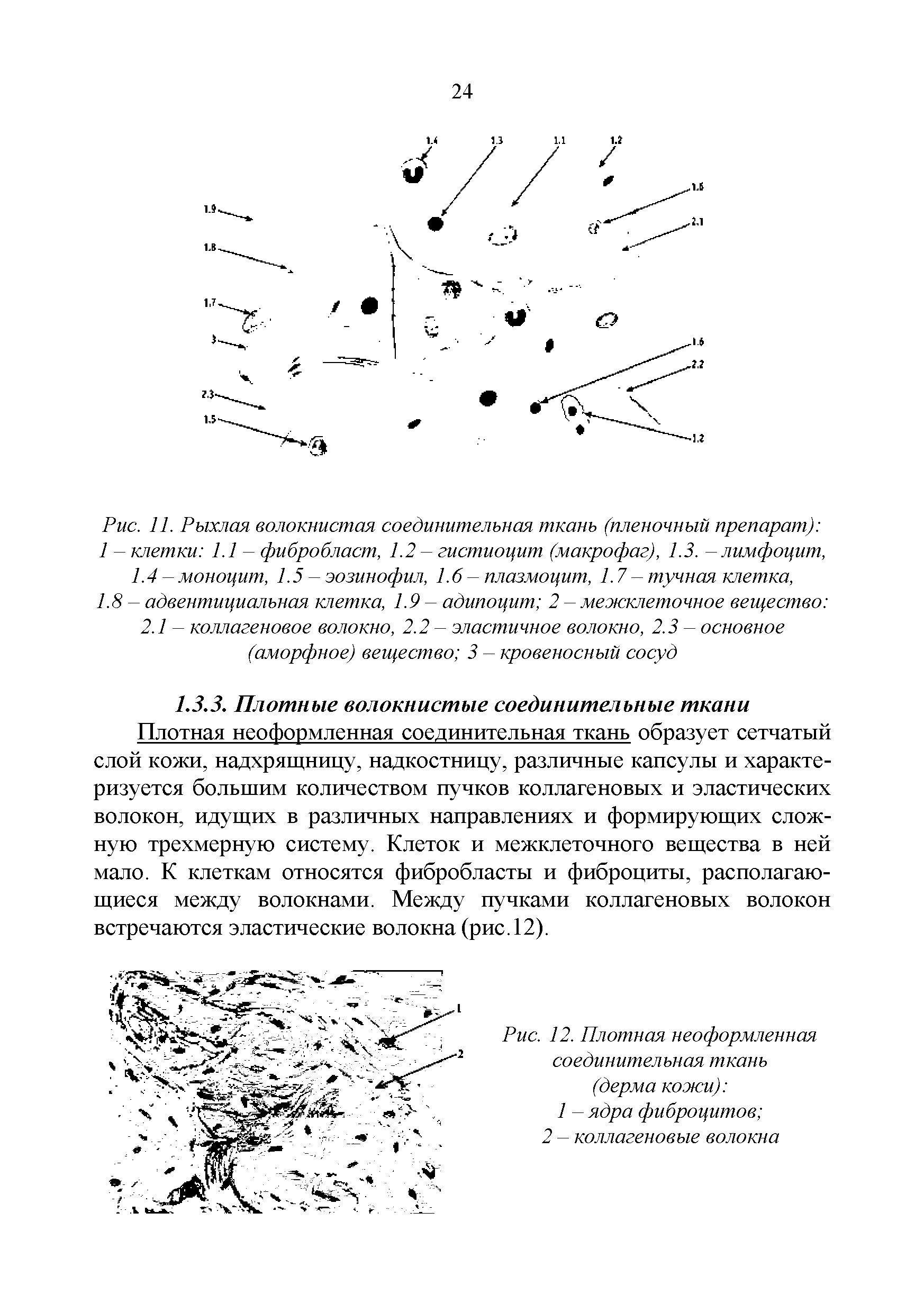 Рис. И. Рыхлая волокнистая соединительная ткань (пленочный препарат) 1 - клетки 1.1 - фибробласт, 1.2 - гистиоцит (макрофаг), 1.3. - лимфоцит, 1.4-моноцит, 1.5 - эозинофил, 1.6- плазмоцит, 1.7- тучная клетка, 1.8 - адвентициальная клетка, 1.9 - адипоцит 2 - межклеточное вещество 2.1 - коллагеновое волокно, 2.2 - эластичное волокно, 2.3 - основное (аморфное) вещество 3 - кровеносный сосуд...