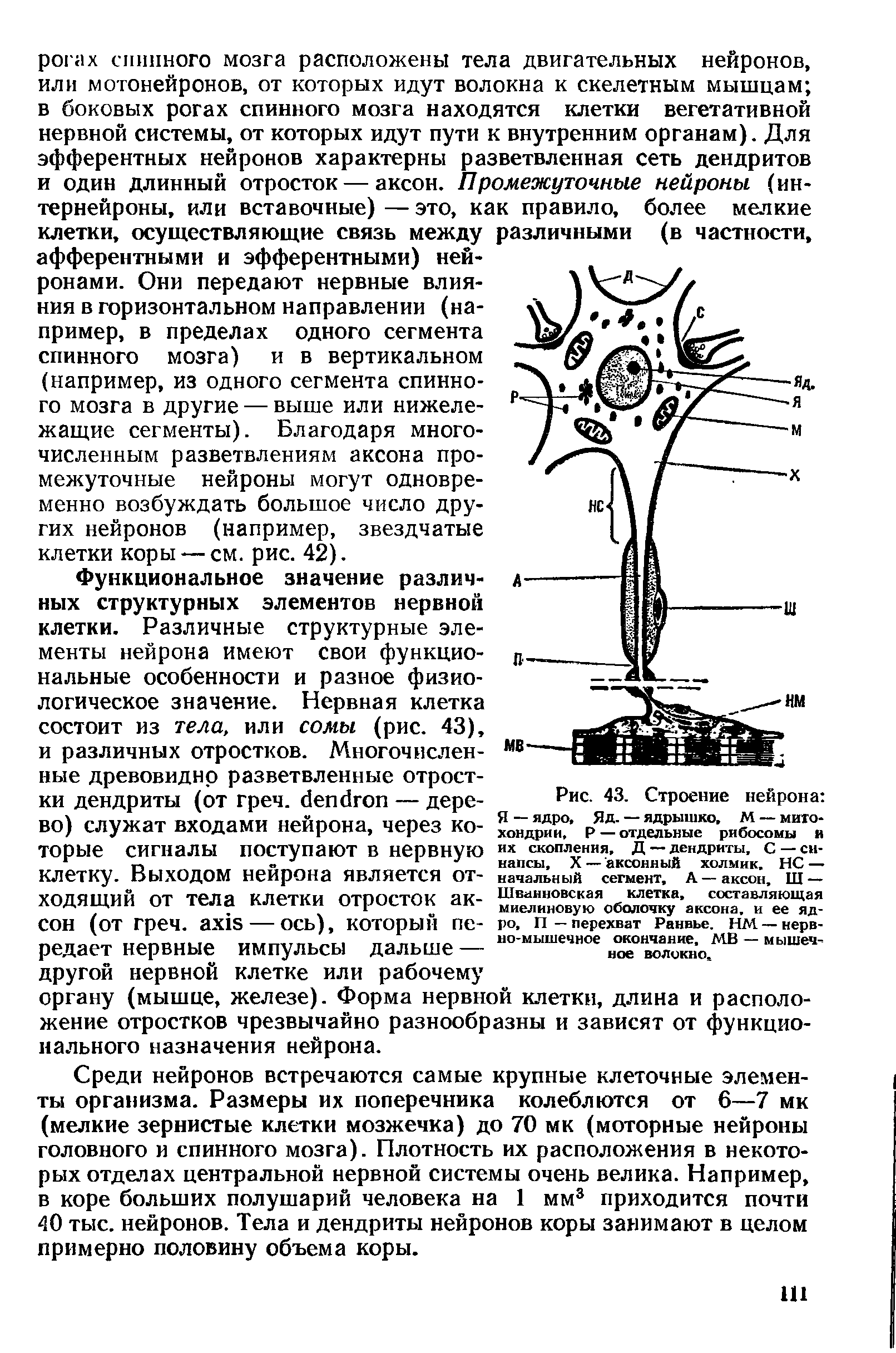 Рис. 43. Строение нейрона Я ядро, Яд. — ядрышко, М — МИТО хондрин, Р — отдельные рибосомы я их скопления, Д — дендриты, С — синапсы, X— аксонный холмик. НС— начальный сегмент, А — аксон, Ш — Шванновская клетка, составляющая миелиновую оболочку аксона, и ее ядро, П — перехват Ранвье. НМ — нервно-мышечное окончание, МВ — мышечное волокно,...