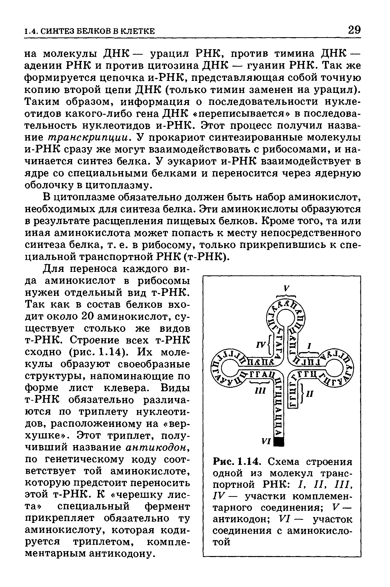 Рис. 1.14. Схема строения одной из молекул транспортной РНК I, II, III, IV — участки комплементарного соединения V — антикодон VI — участок соединения с аминокислотой...