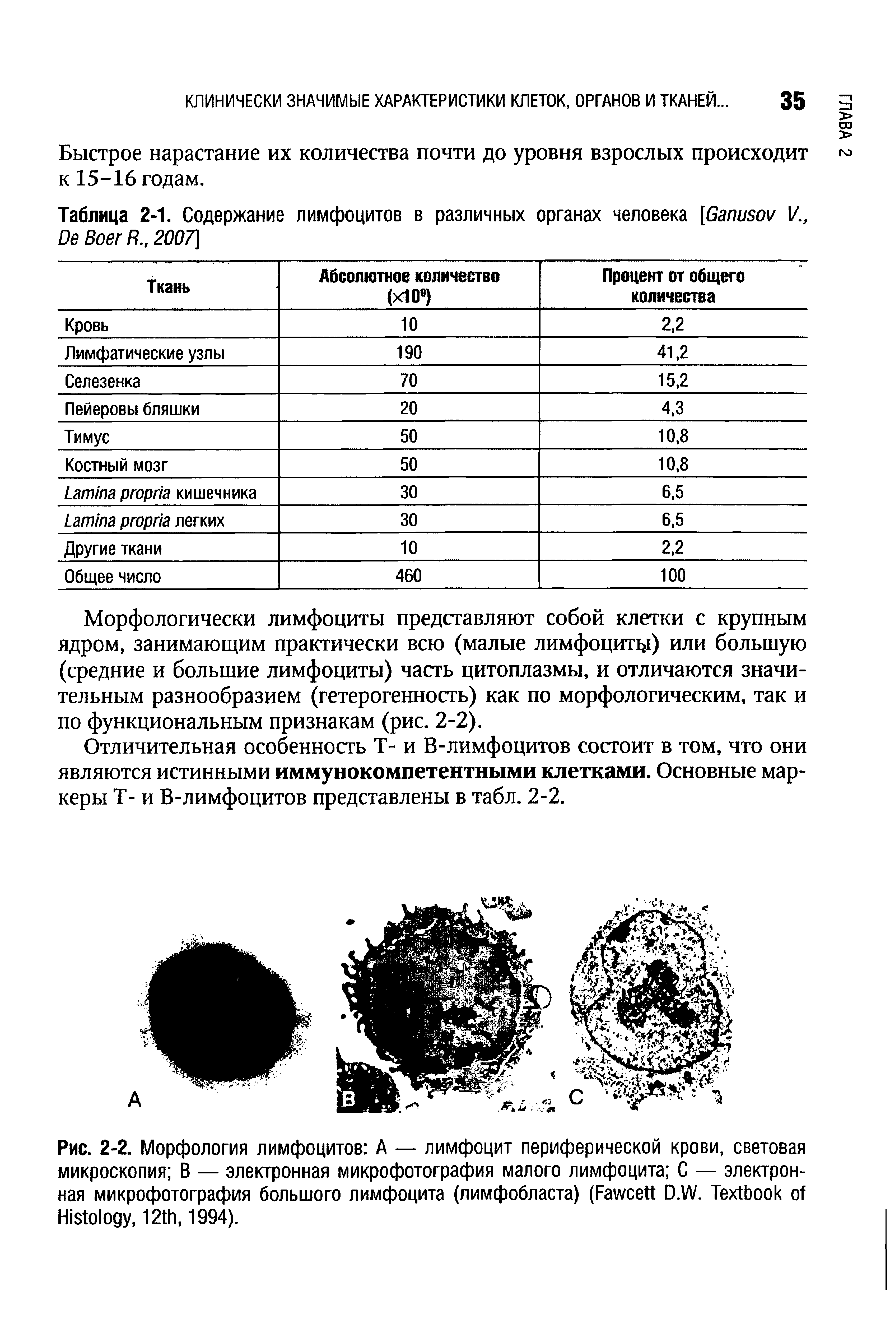 Рис. 2-2. Морфология лимфоцитов А — лимфоцит периферической крови, световая микроскопия В — электронная микрофотография малого лимфоцита С — электронная микрофотография большого лимфоцита (лимфобласта) (F D.W. T H , 12 , 1994).