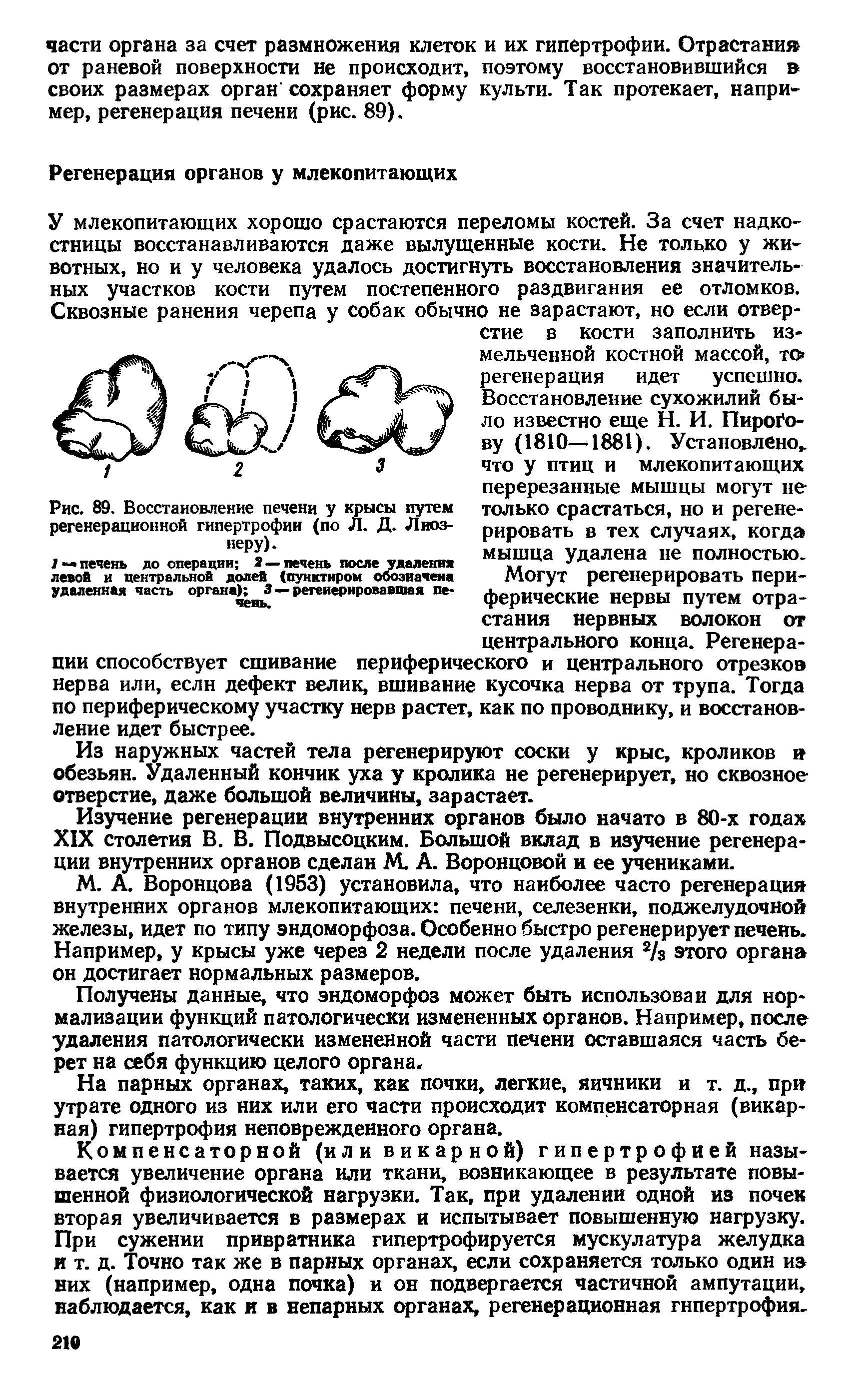 Рис. 89. Восстановление печени у крысы путем регенерационной гипертрофии (по Л. Д. Лиоз-неру).