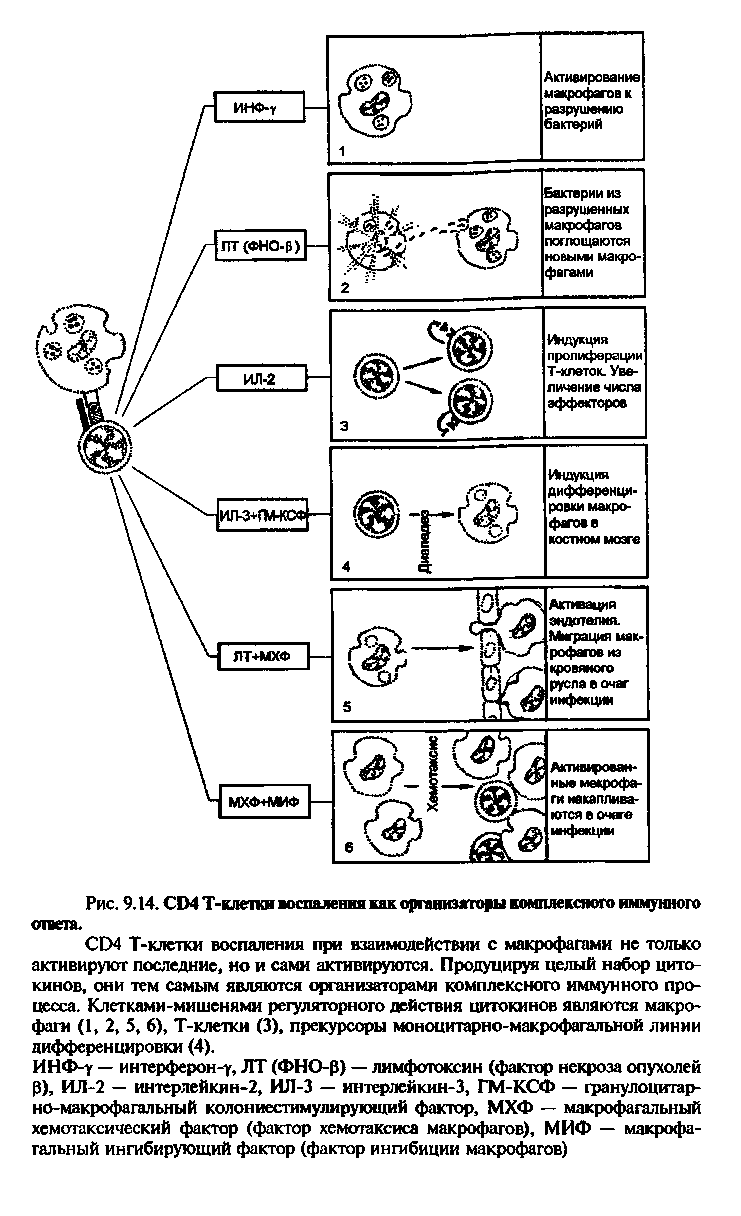 Рис. 9.14. CD4 Т-клетки воспаления как организаторы комплексного иммунного ответа.