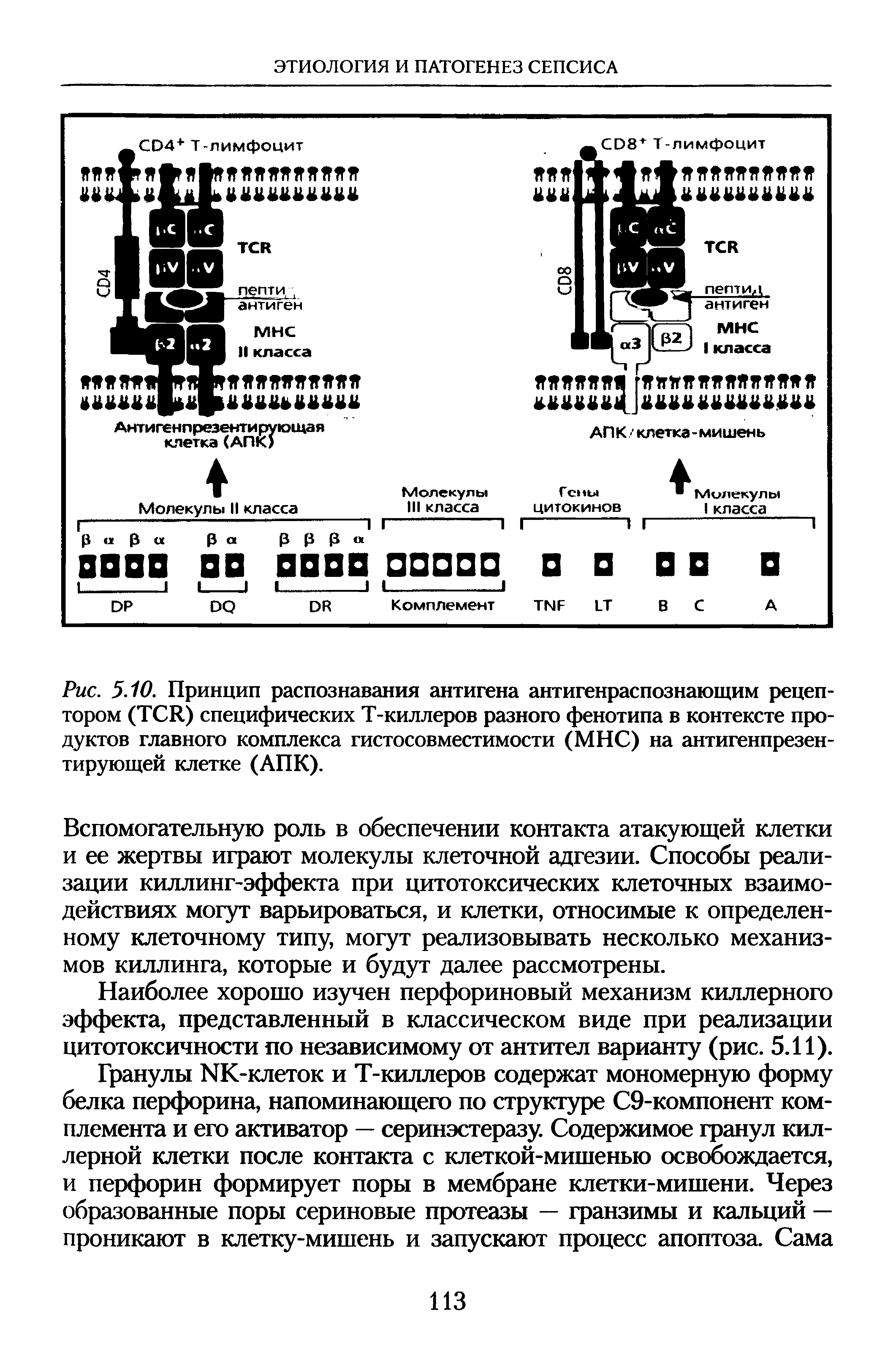 Рис. 5.10. Принцип распознавания антигена антигенраспознающим рецептором (TCR) специфических Т-киллеров разного фенотипа в контексте продуктов главного комплекса гистосовместимости (МНС) на антигенпрезентирующей клетке (АПК).