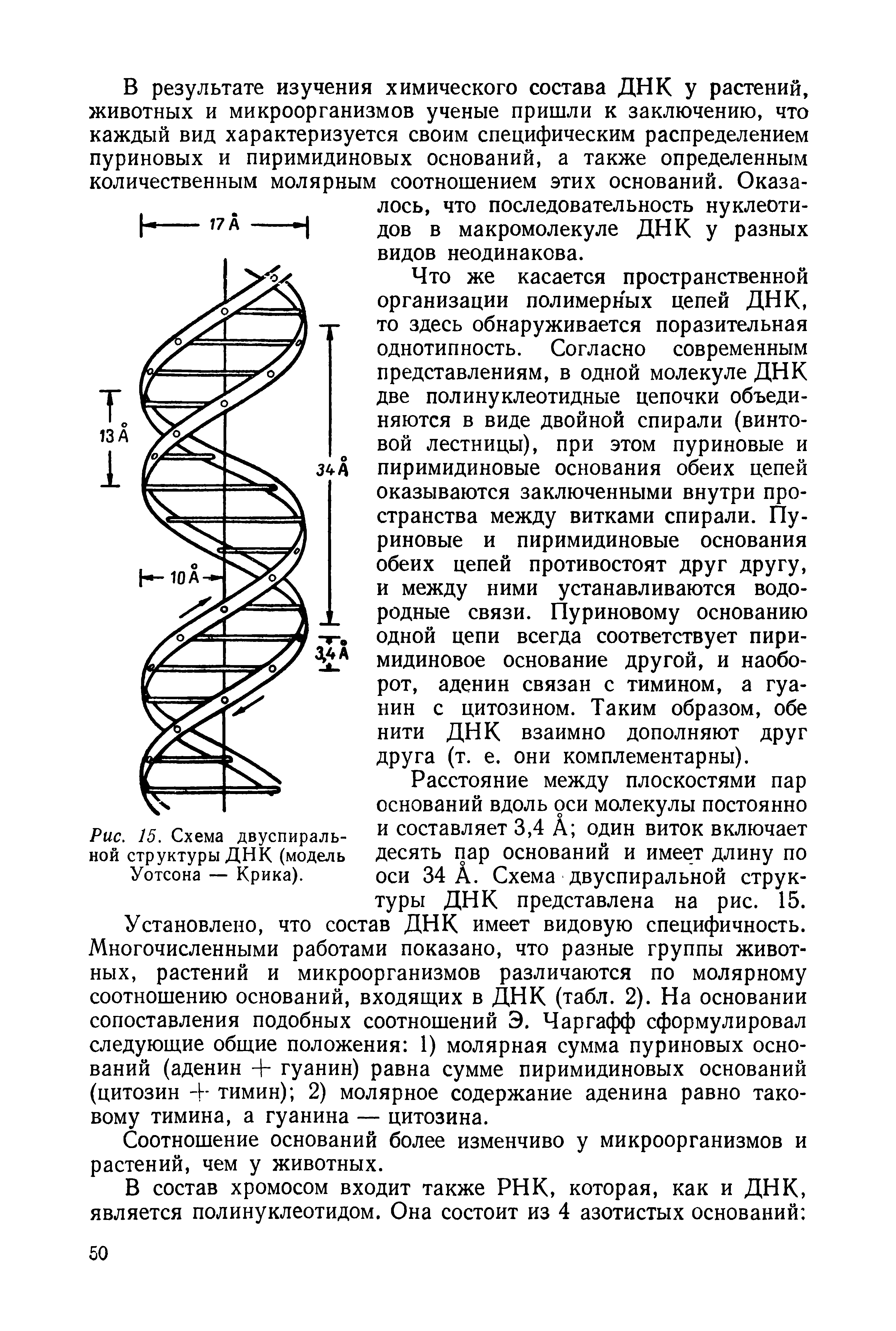 Рис. 15. Схема двуспиральной структуры ДНК (модель Уотсона — Крика).
