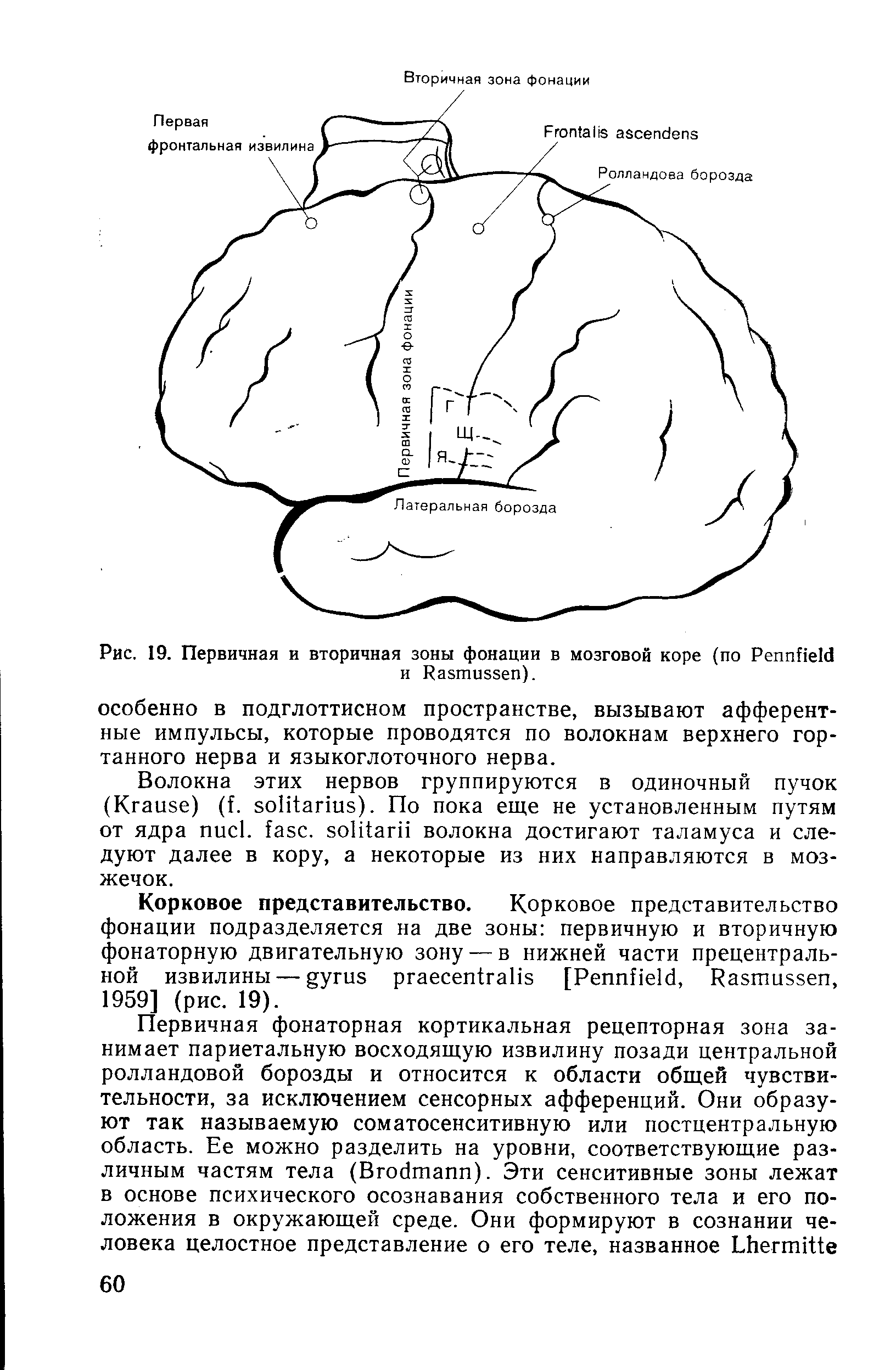 Рис. 19. Первичная и вторичная зоны фонации в мозговой коре (по P и R ).