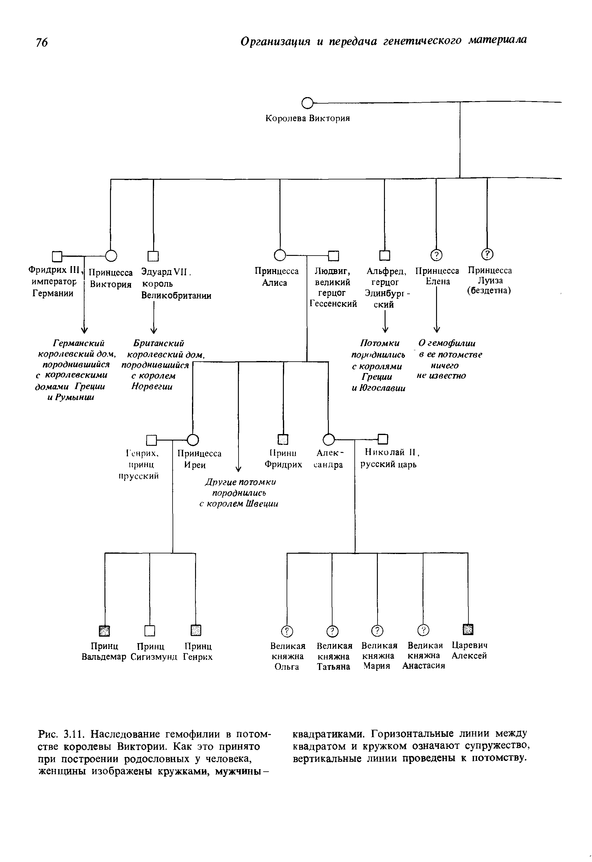Рис. 3.11. Наследование гемофилии в потомстве королевы Виктории. Как это принято при построении родословных у человека, женщины изображены кружками, мужчины -...