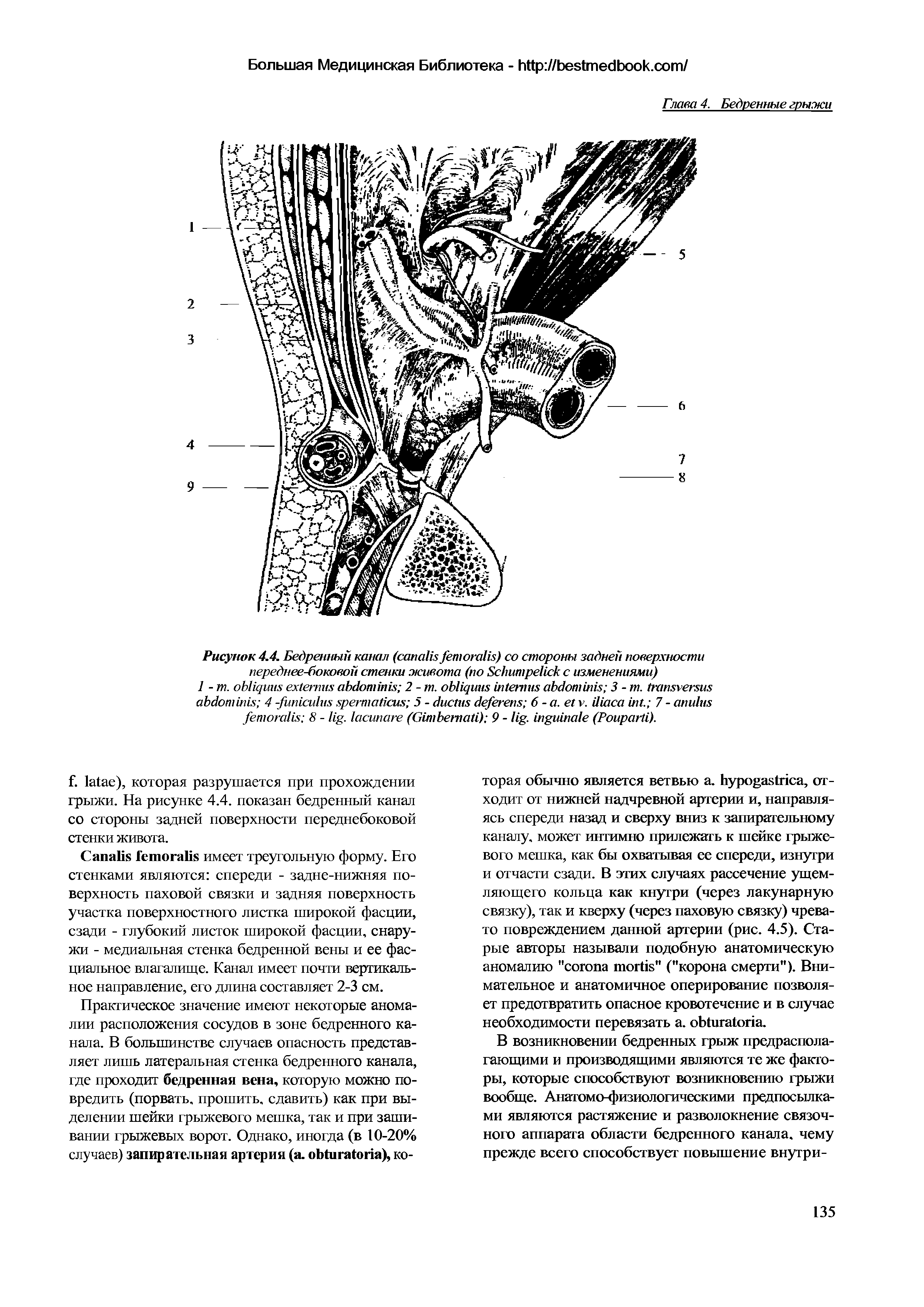 Рисунок 4.4. Бедренный канал ( ) со стороны задней поверхности переднее-боковой стенки живота (по S с изменениями)...