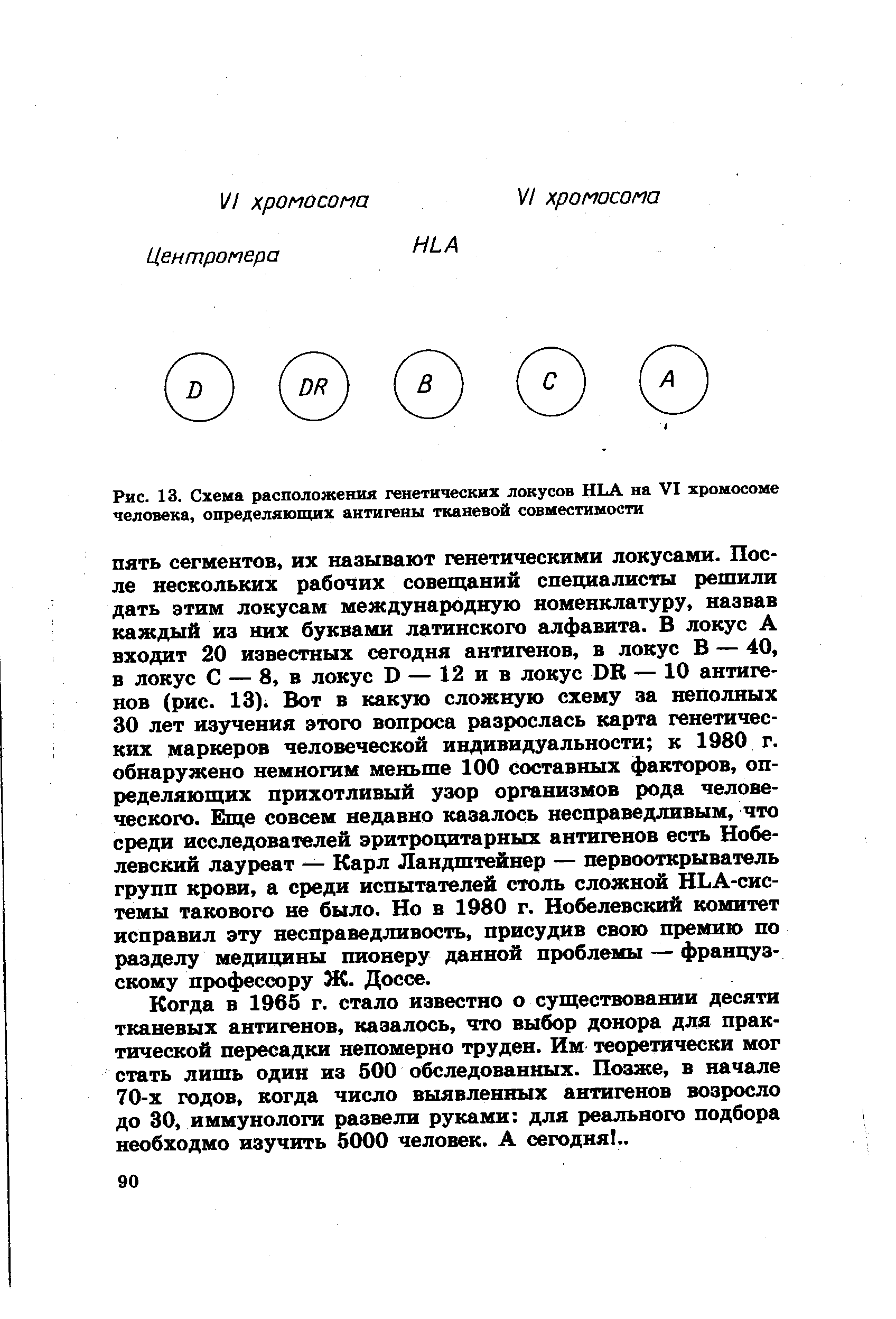 Рис. 13. Схема расположения генетических локусов HLA на VI хромосоме человека, определяющих антигены тканевой совместимости...