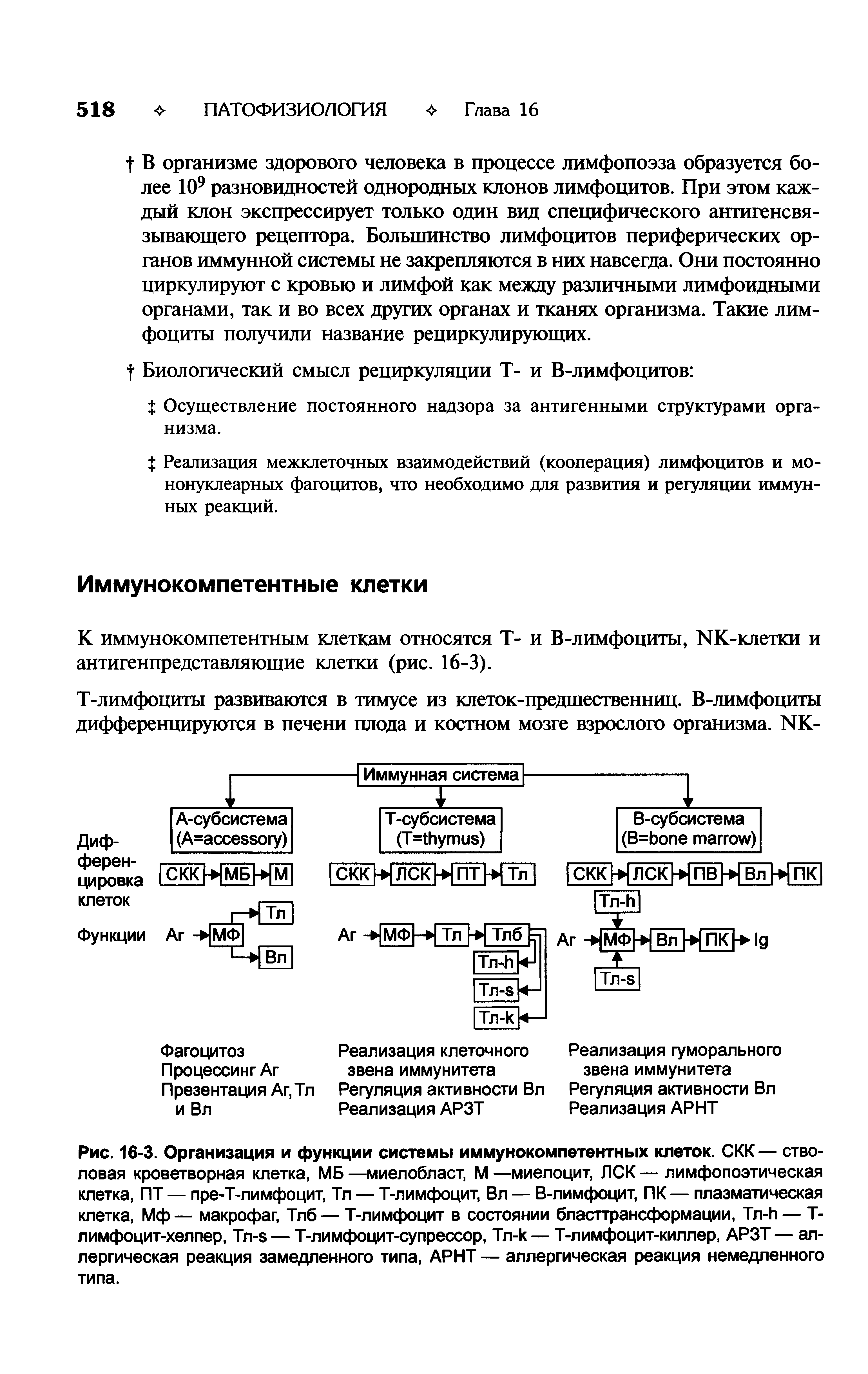 Рис. 16-3. Организация и функции системы иммунокомпетентных клеток. СКК— стволовая кроветворная клетка, МБ —миелобласт, М —миелоцит, ЛСК — лимфопоэтическая клетка, ПТ — пре-Т-лимфоцит, Тл — Т-лимфоцит, Вл — В-лимфоцит, ПК— плазматическая клетка, Мф— макрофаг, Тлб— Т-лимфоцит в состоянии бласттрансформации, Тл-И — Т-лимфоцит-хелпер, Тл-э — Т-лимфоцит-супрессор, Тл-к — Т-лимфоцит-киллер, АРЗТ— аллергическая реакция замедленного типа, АРНТ — аллергическая реакция немедленного типа.