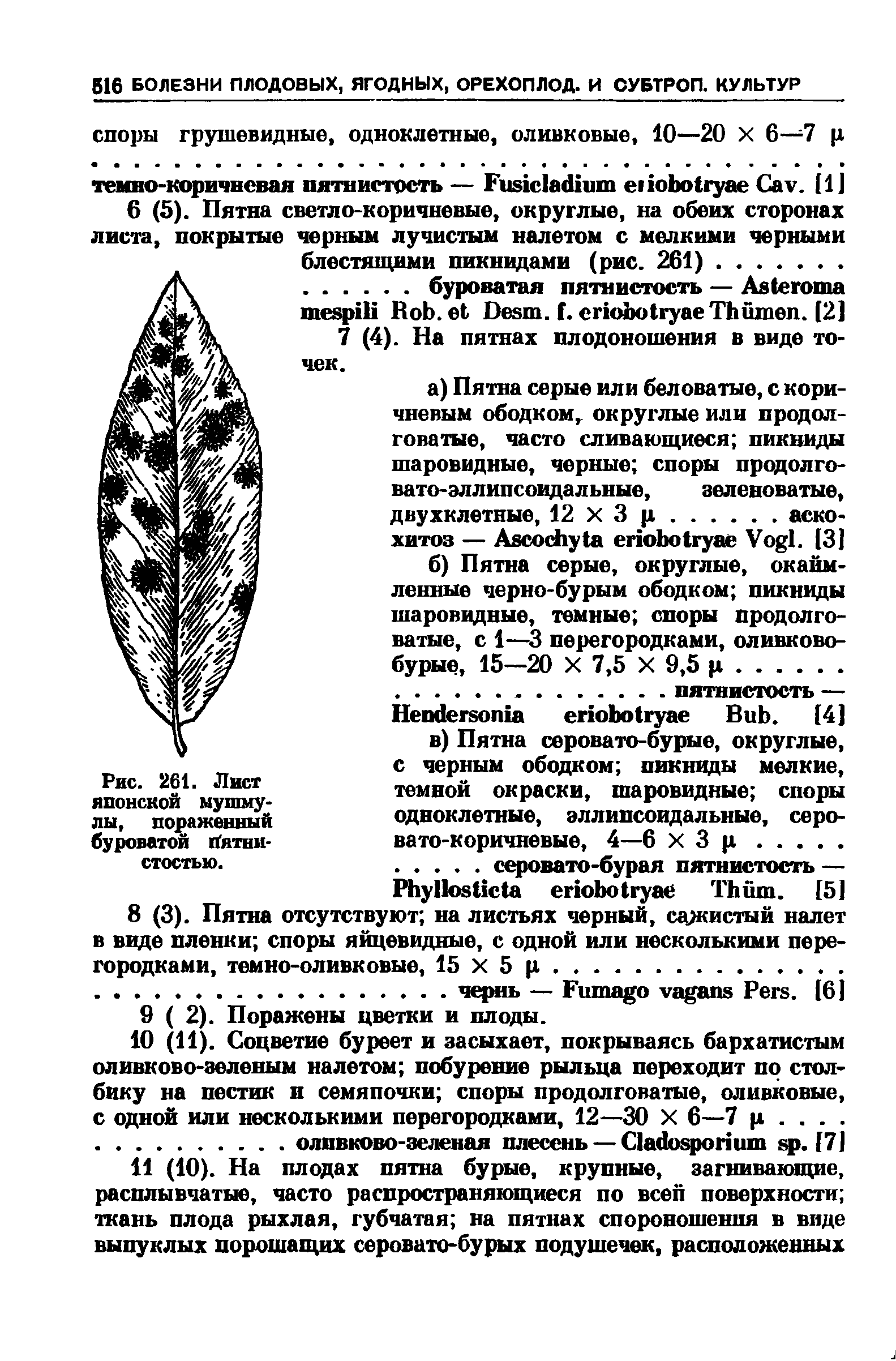 Рис. 261. Лист японской мушмулы, пораженный буроватой Пятнистостью.