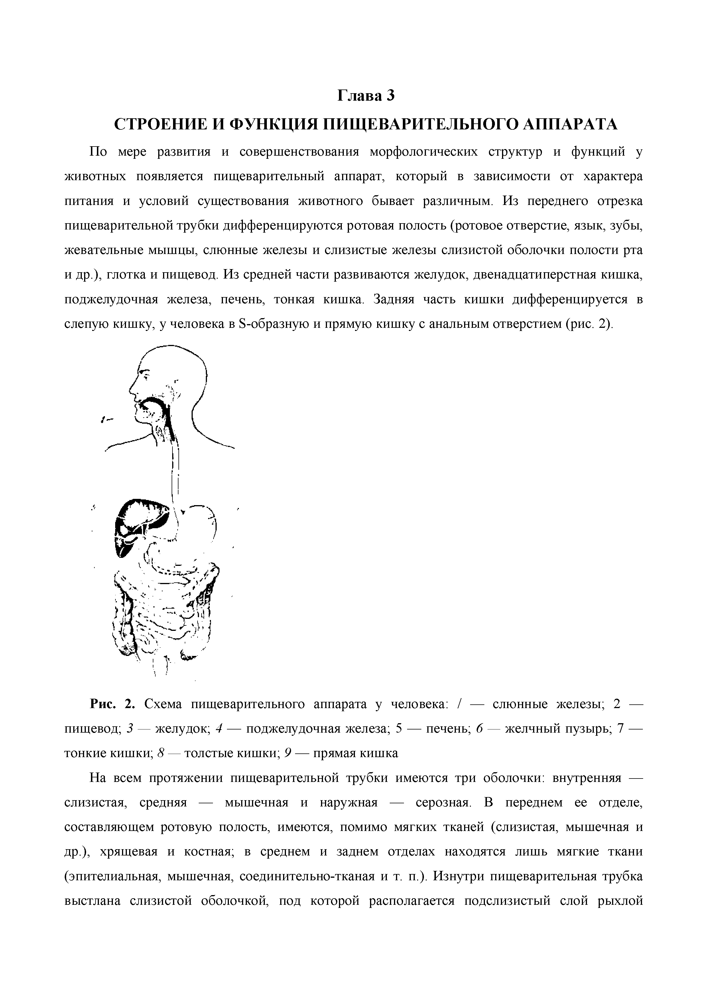 Рис. 2. Схема пищеварительного аппарата у человека / — слюнные железы 2 — пищевод 3 — желудок 4 — поджелудочная железа 5 — печень 6 — желчный пузырь 7 — тонкие кишки 8 — толстые кишки 9 — прямая кишка...