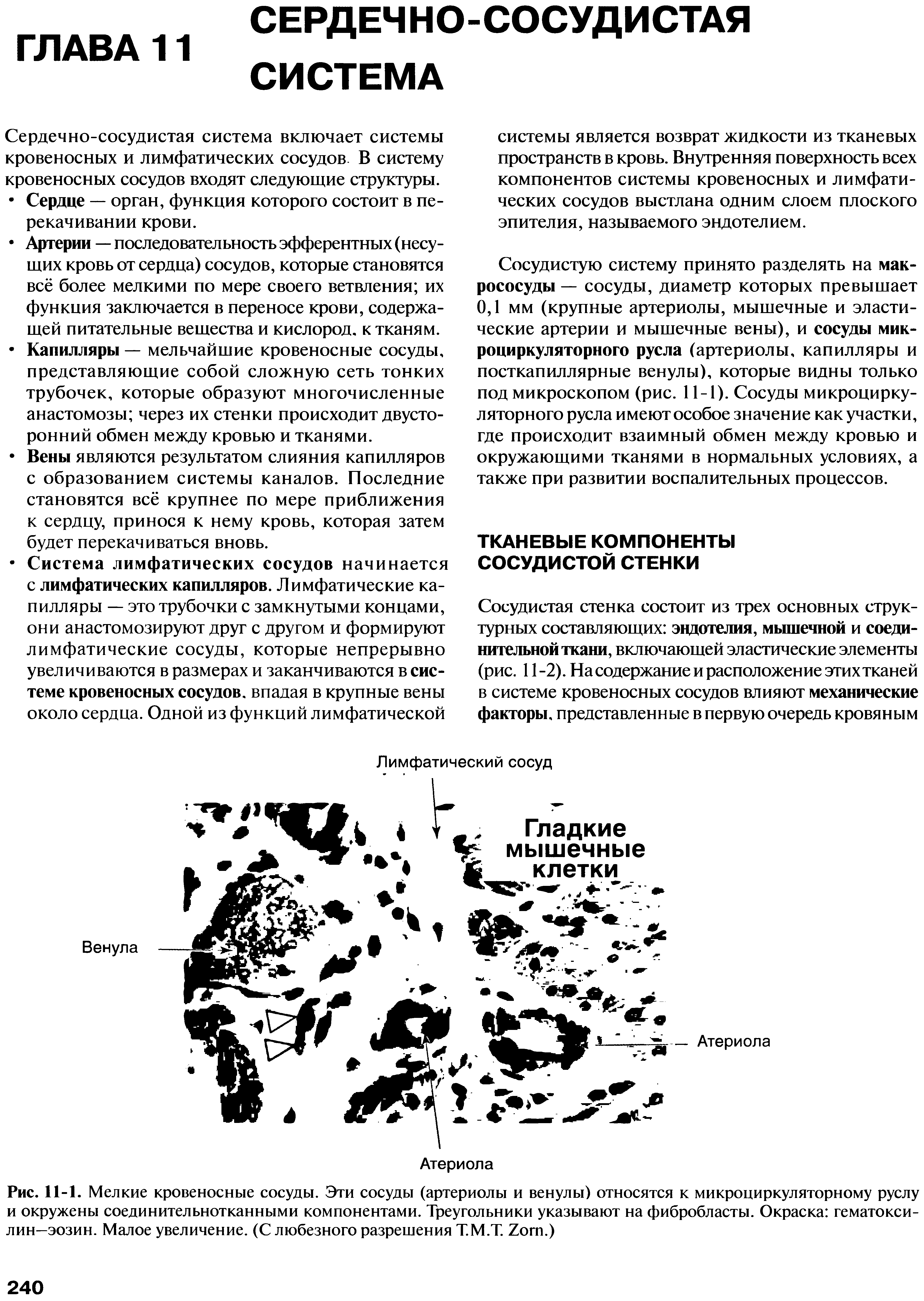 Рис. 11-1. Мелкие кровеносные сосуды. Эти сосуды (артериолы и венулы) относятся к микроциркуляторному руслу и окружены соединительнотканными компонентами. Треугольники указывают на фибробласты. Окраска гематоксилин—эозин. Малое увеличение. (С любезного разрешения Т.М.Т. Z .)...
