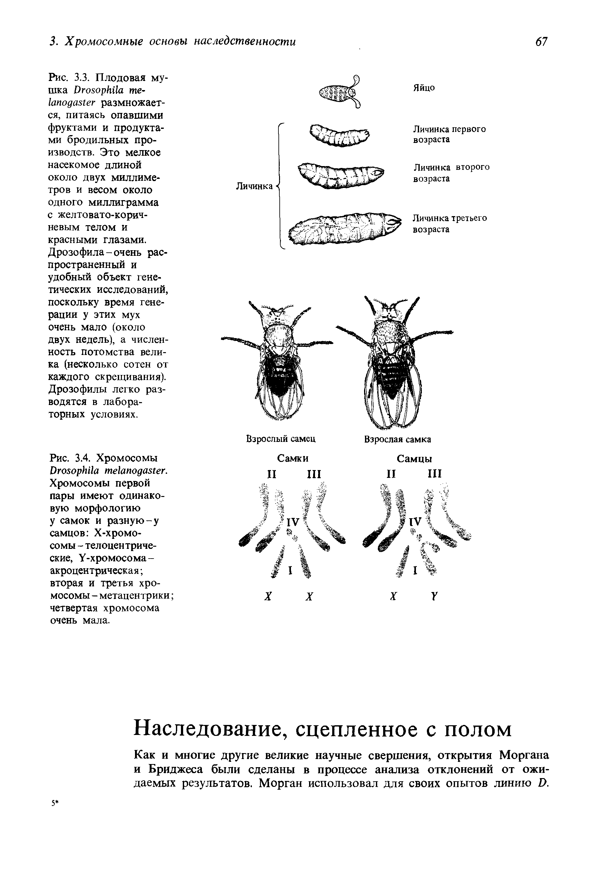 Рис. 3.4. Хромосомы D . Хромосомы первой пары имеют одинаковую морфологию у самок и разную-у самцов Х-хромо-сомы - телоцентрические, Y-хромосома-акроцентрическая вторая и третья хромосомы - метацентрики четвертая хромосома очень мала.