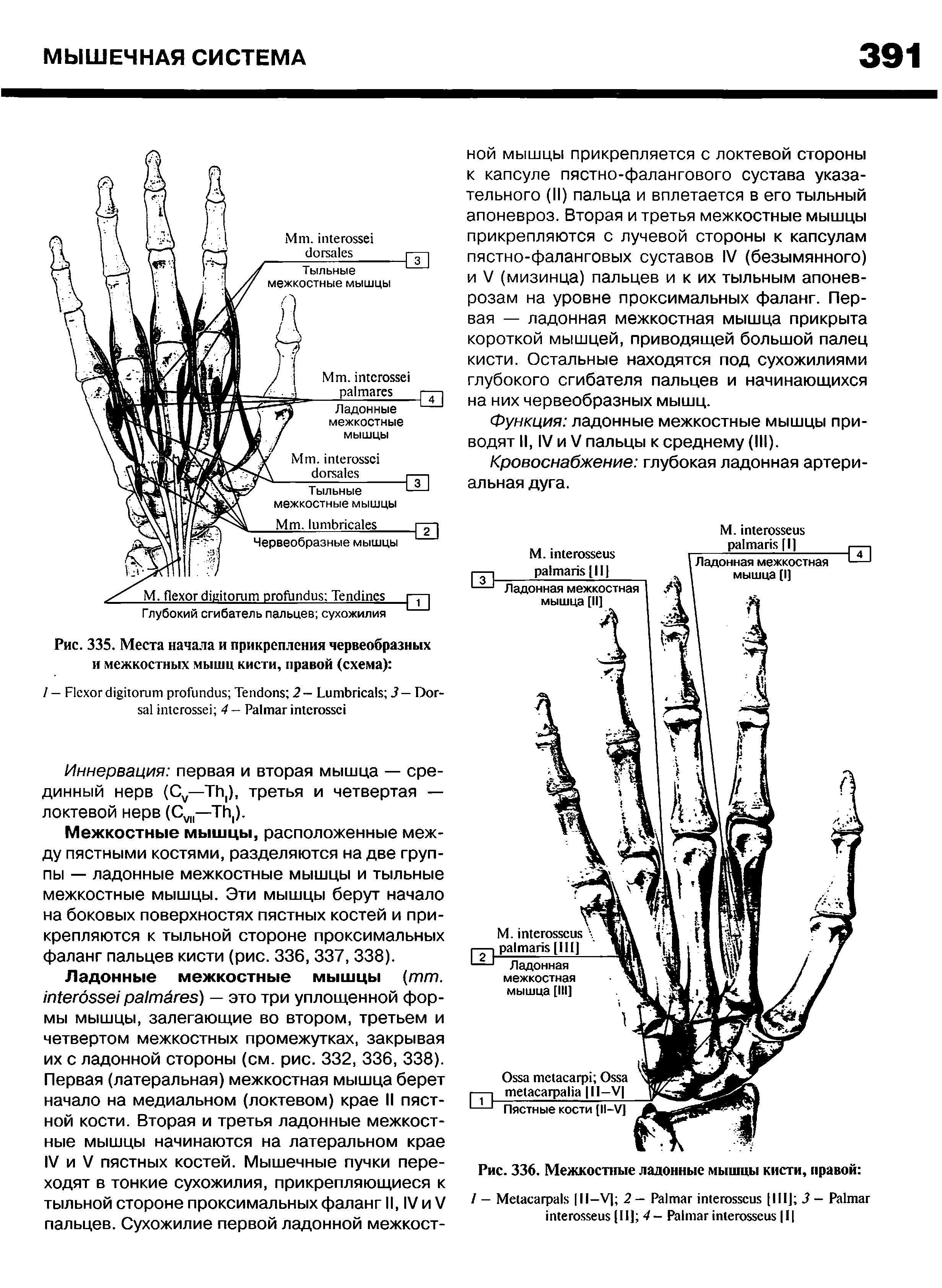 Рис. 335. Места начала и прикрепления червеобразных и межкостных мышц кисти, правой (схема) ...
