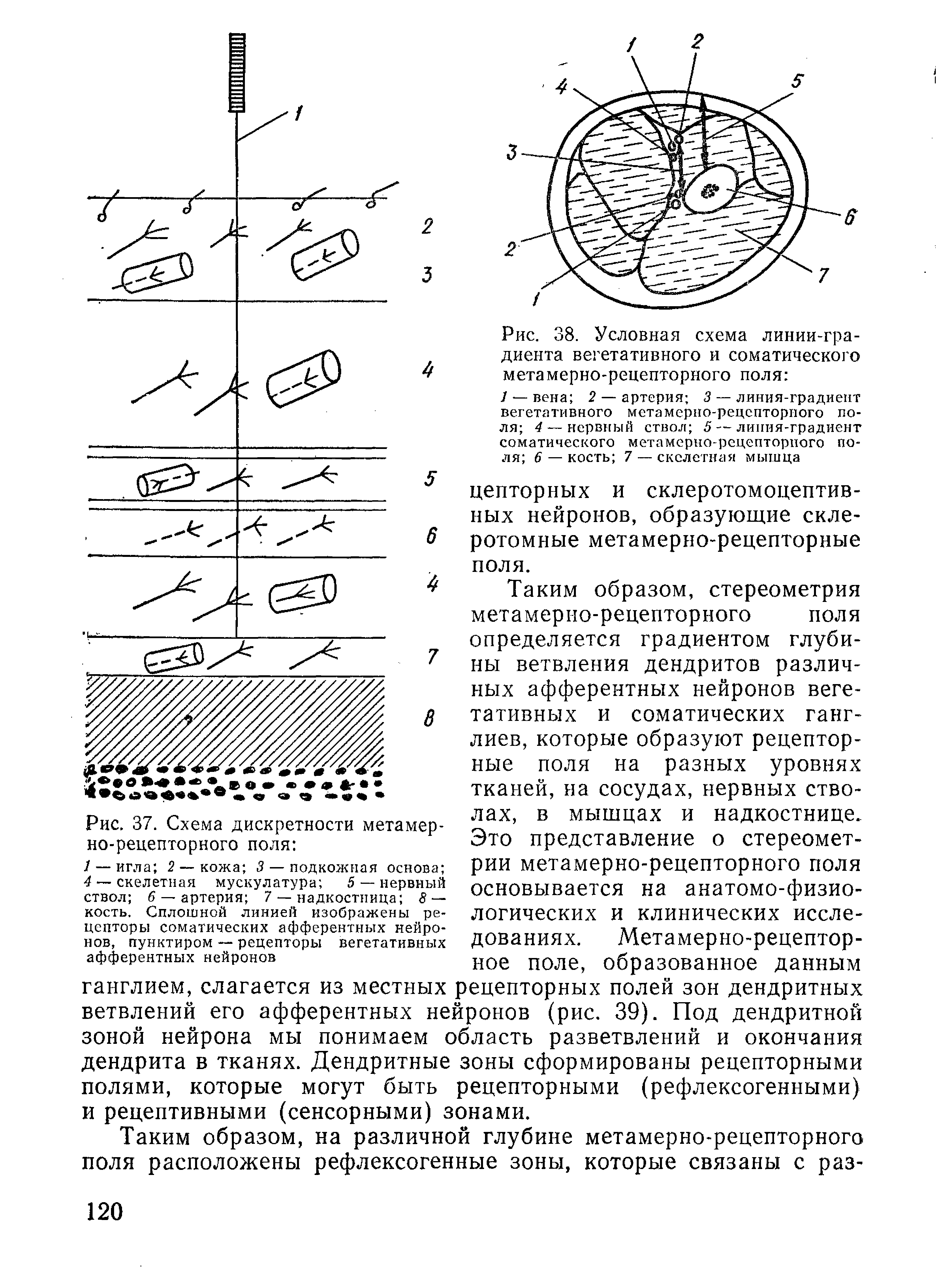 Рис. 38. Условная схема линии-градиента вегетативного и соматического метамерно-рецепторного поля ...