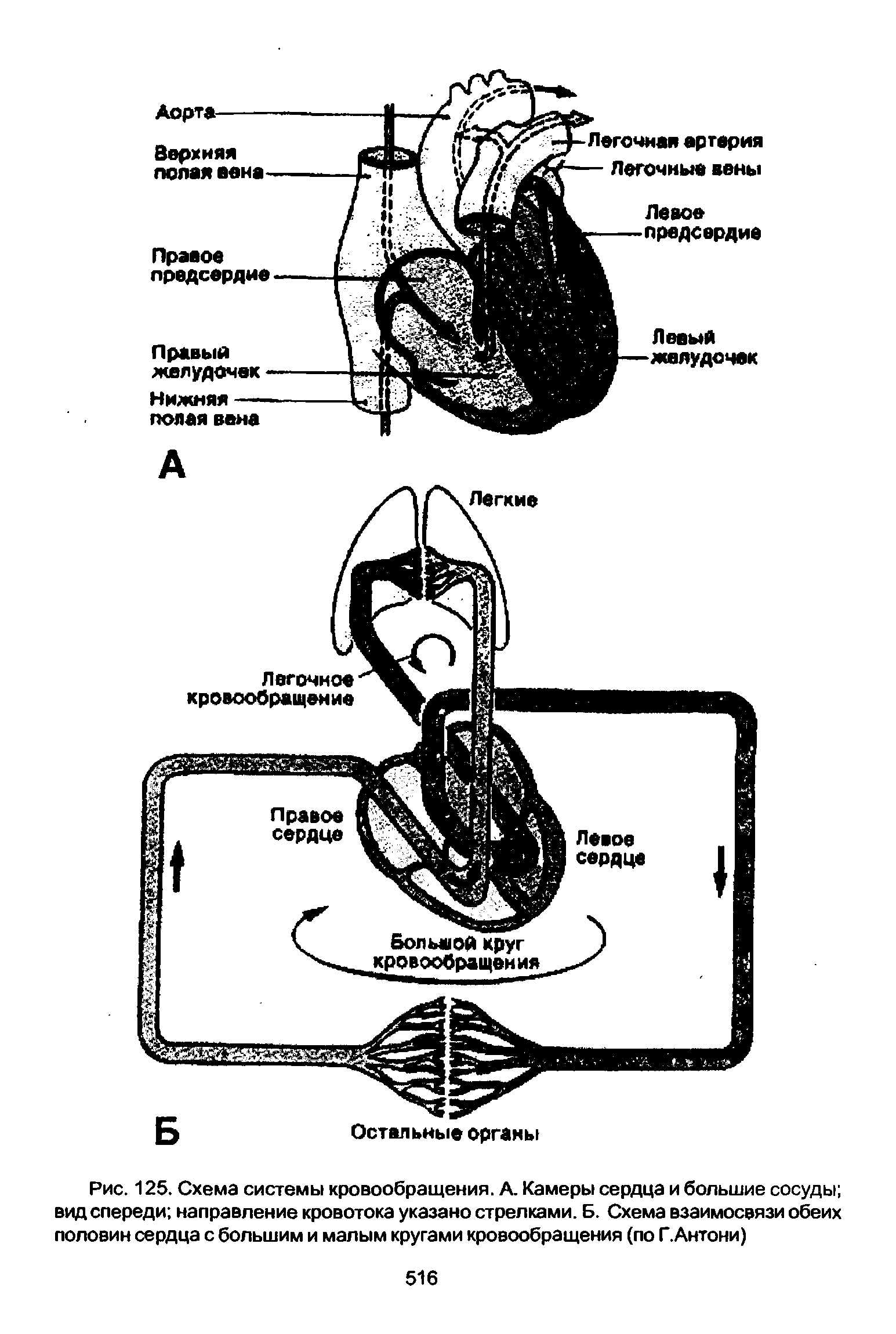Рис. 125. Схема системы кровообращения. А. Камеры сердца и большие сосуды вид спереди направление кровотока указано стрелками. Б. Схема взаимосвязи обеих половин сердца с большим и малым кругами кровообращения (по Г.Антони)...