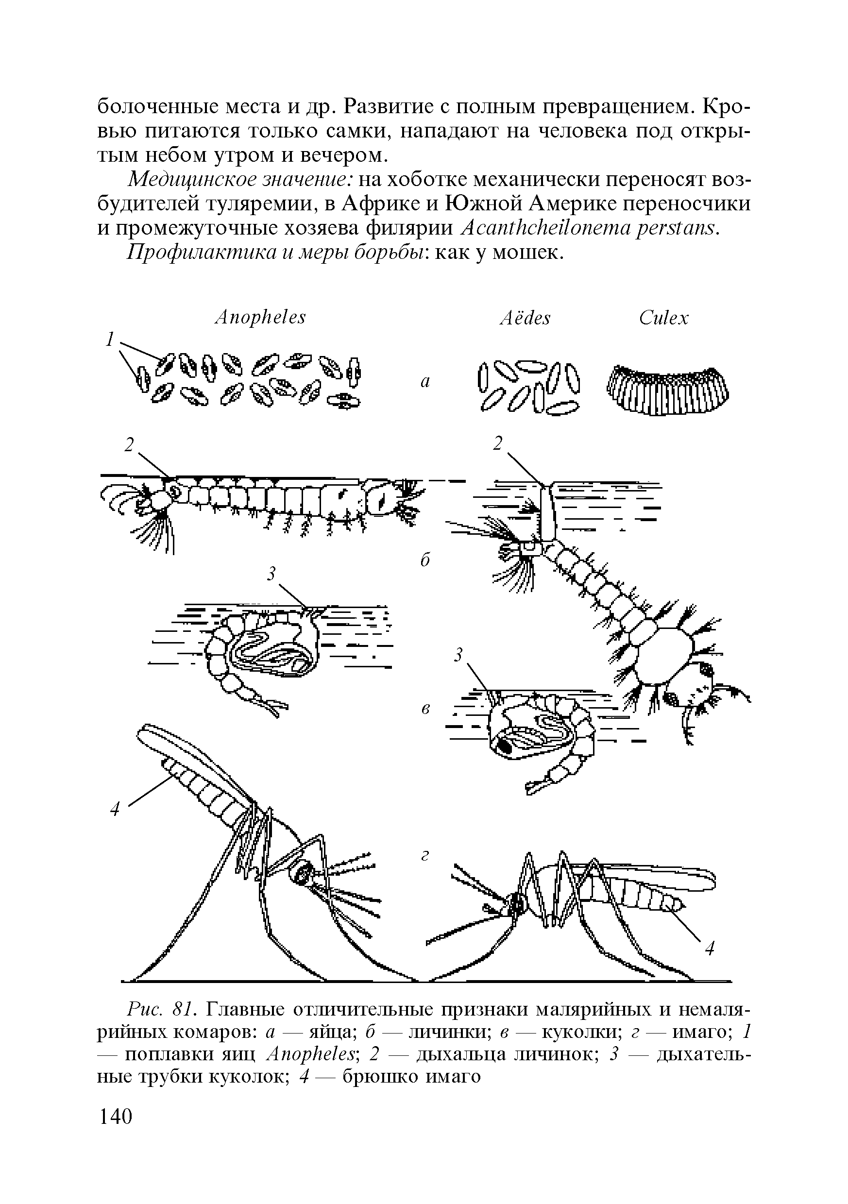 Рис. 81. Главные отличительные признаки малярийных и немалярийных комаров а — яйца б — личинки в — куколки г — имаго 1 — поплавки яиц A 2 — дыхальца личинок 3 — дыхательные трубки куколок 4 — брюшко имаго...