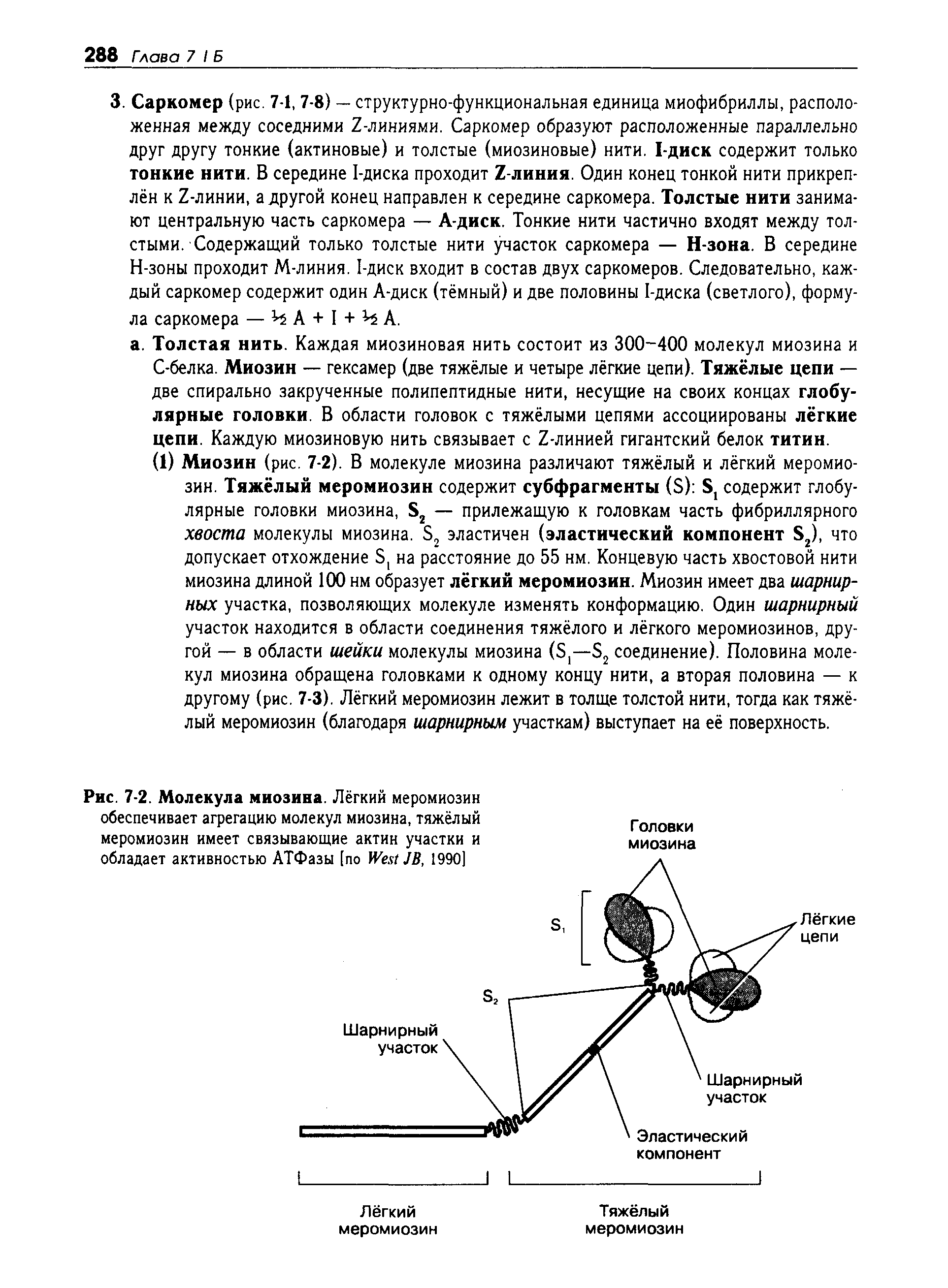 Рис. 7-2. Молекула миозина. Лёгкий меромиозин обеспечивает агрегацию молекул миозина, тяжёлый...
