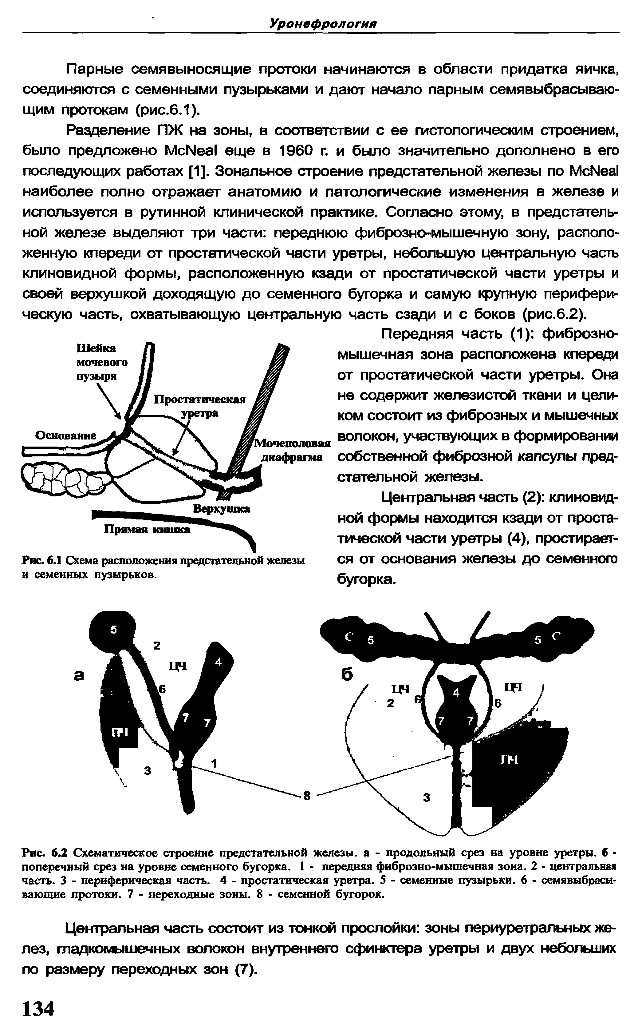 Рис. 6.2 Схематическое строение предстательной железы, а - продольный срез на уровне уретры, б -поперечный срез на уровне семенного бугорка. 1 - передняя фиброзно-мышечная зона. 2 - центральная часть. 3 - периферическая часть. 4 - простатическая уретра. 5 - семенные пузырьки. 6 - семявыбрасы-вающие протоки. 7 - переходные зоны. 8 - семенной бугорок.