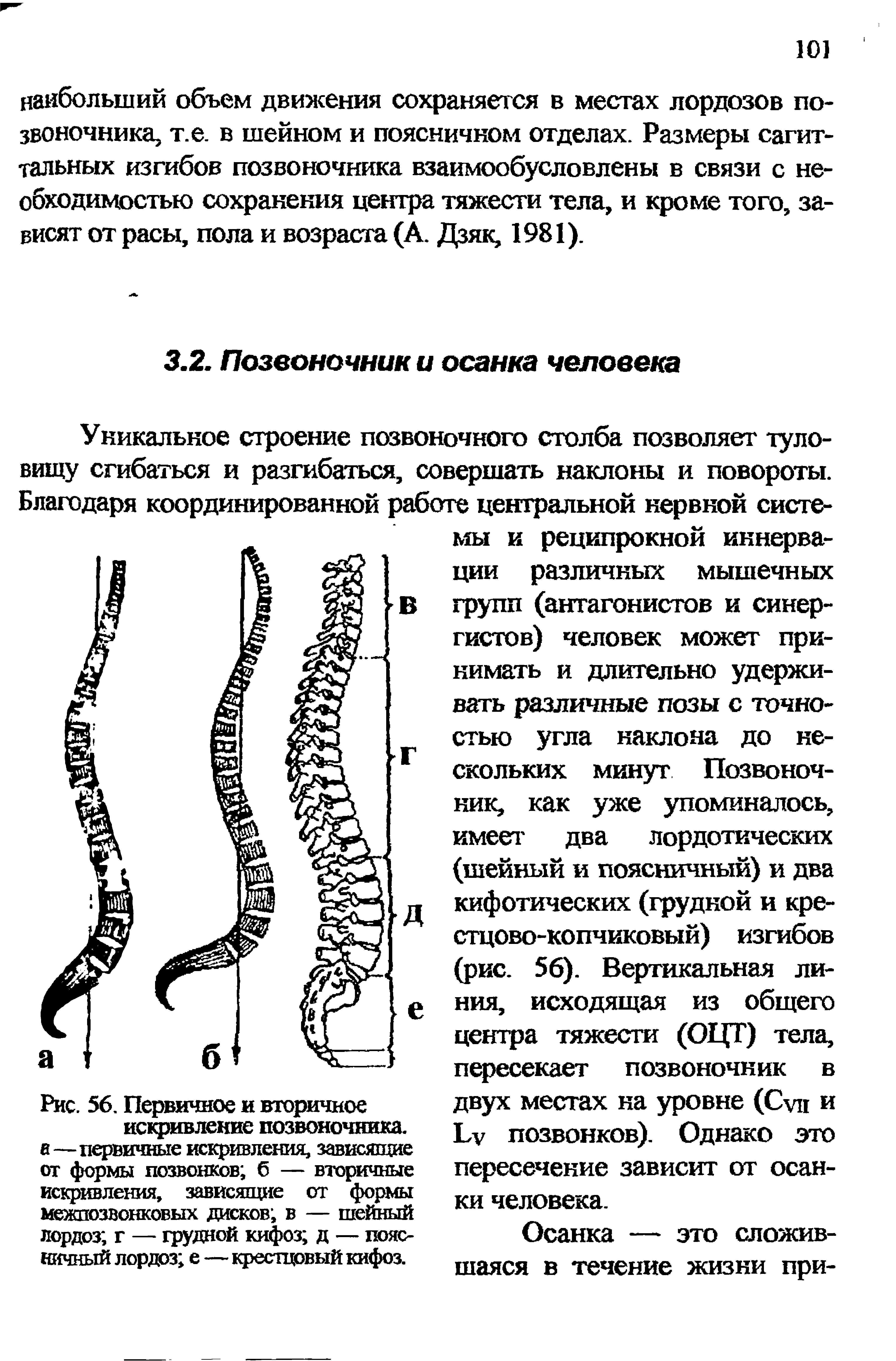 Рис. 56. Первичное и вторичное искривление позвоночника, а—первичные искривления, зависящие от формы позвонков б — вторичные искривления, зависящие от формы межпозвонковых дисков в — шейный лордоз г — грудной кифоз д — поясничный лордоз е—крестцовый кифоз.