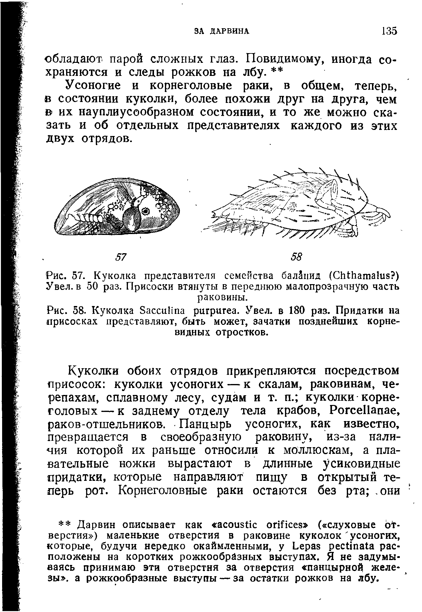 Рис. 58. Куколка S . Увел, в 180 раз. Придатки на присосках представляют, быть может, зачатки позднейших корневидных отростков.