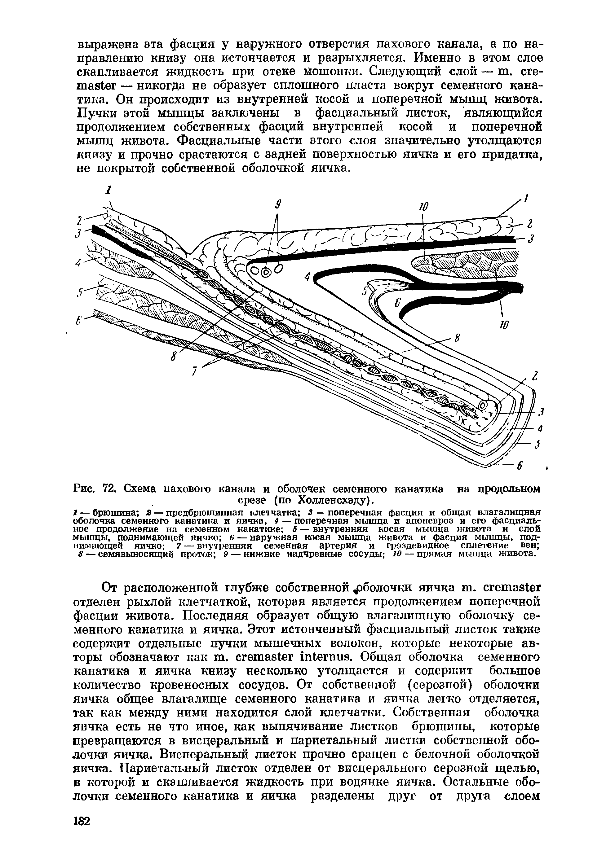 Рис. 72. Схема пахового канала и оболочек семенного канатика на продольном срезе (по Холленсхэду).