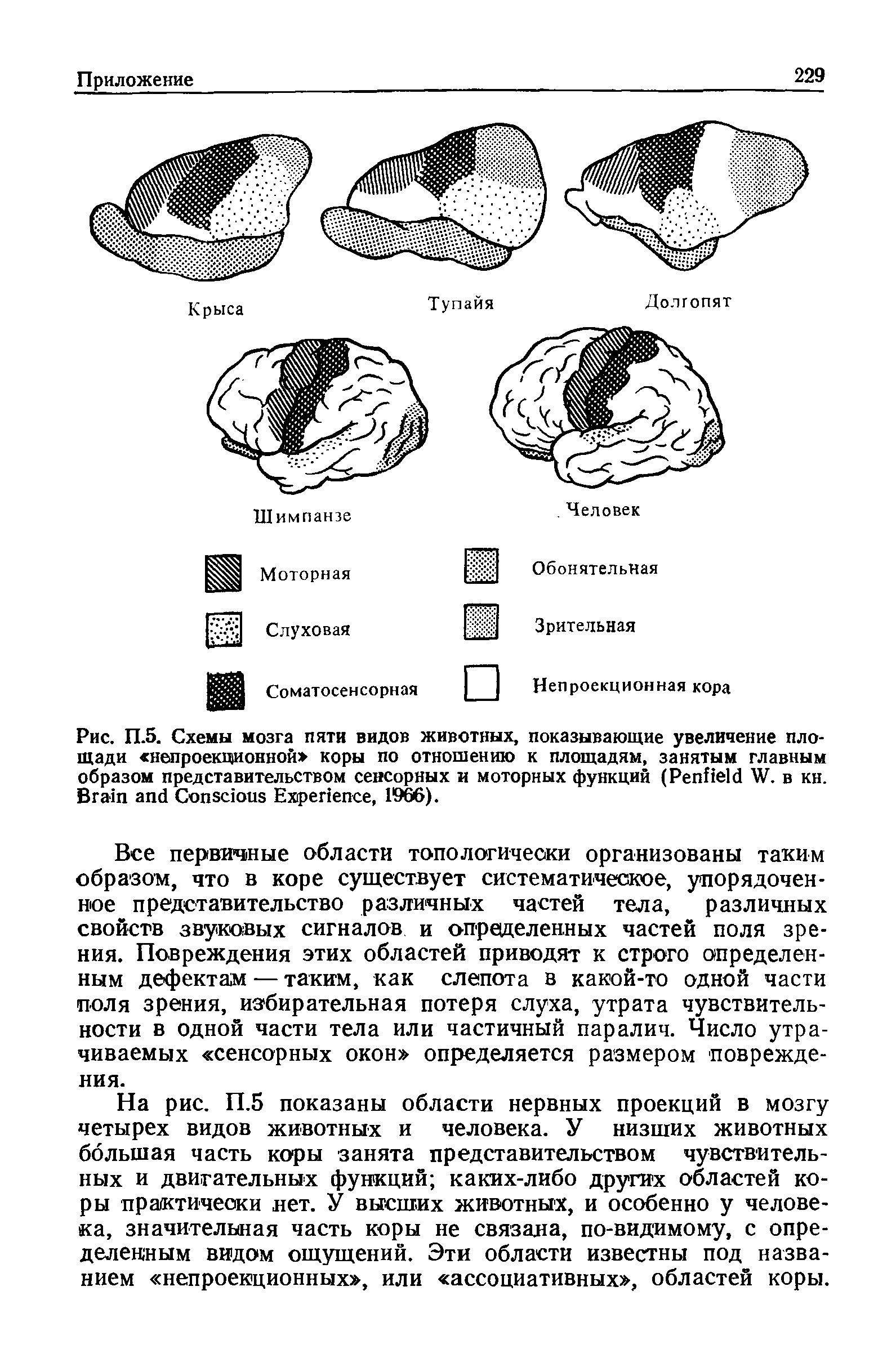 Рис. П.5. Схемы мозга пяти видов животных, показывающие увеличение площади непроекционной коры по отношению к площадям, занятым главным образом представительством сенсорных и моторных функций (P W. в кн. B C E , 1966).