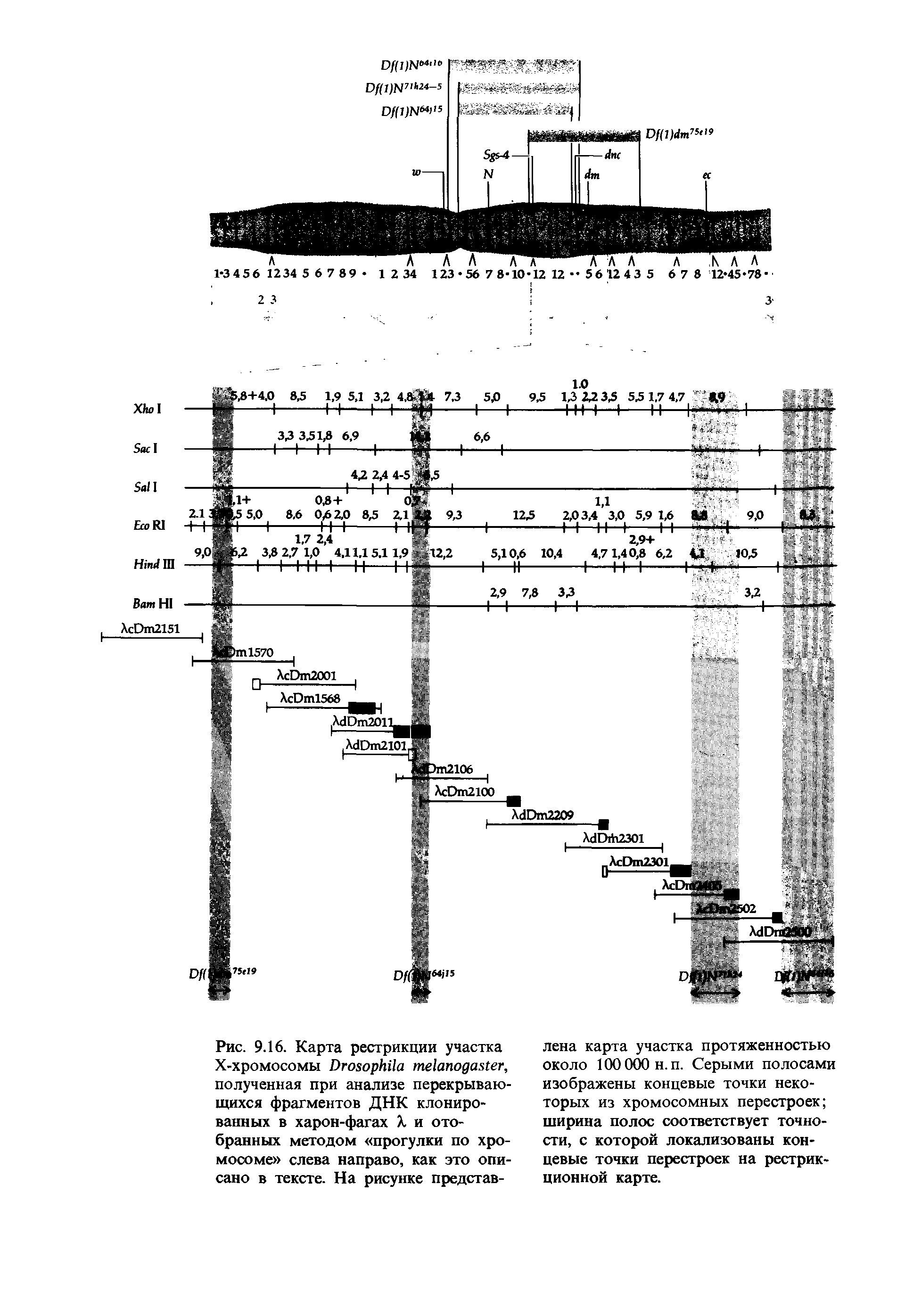 Рис. 9.16. Карта рестрикции участка Х-хромосомы D , полученная при анализе перекрывающихся фрагментов ДНК клонированных в харон-фагах X и отобранных методом прогулки по хромосоме слева направо, как это описано в тексте. На рисунке представ...
