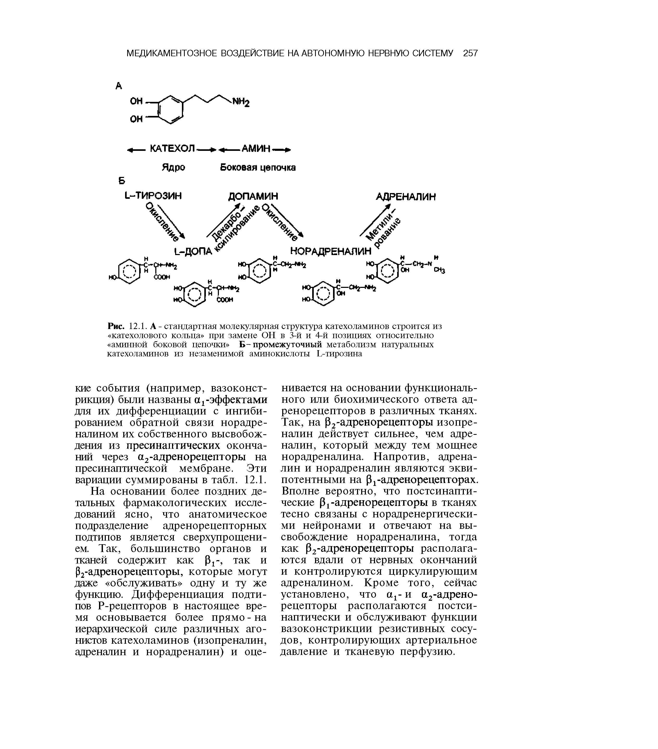 Рис. 12.1. А - стандартная молекулярная структура катехоламинов строится из катехолового кольца при замене ОН в 3-й и 4-й позициях относительно аминной боковой цепочки Б-промежуточный метаболизм натуральных катехоламинов из незаменимой аминокислоты Ь-тирозина...
