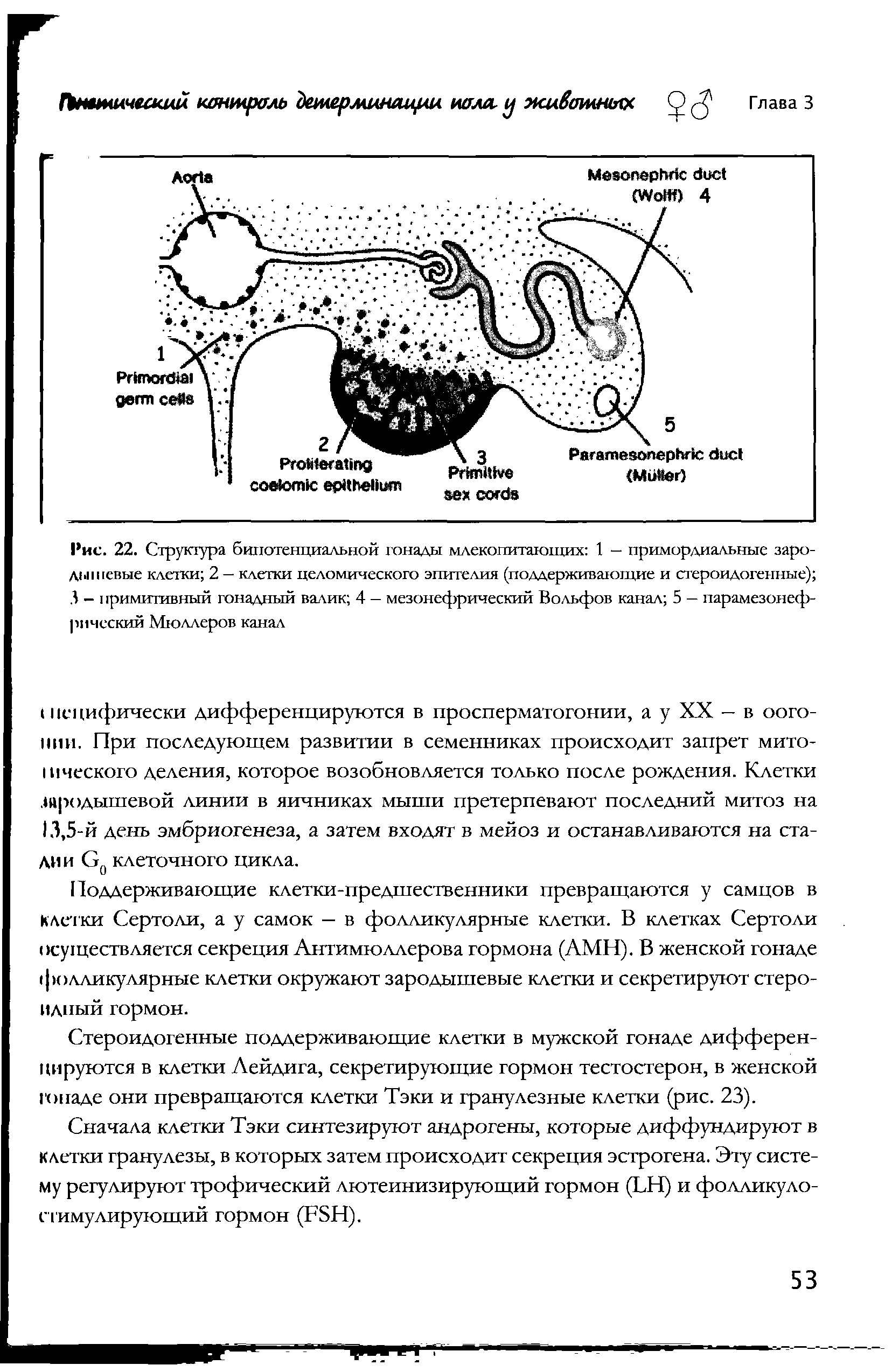 Рис. 22. Структура бипотенциальной гонады млекопитающих 1 — примордиальные зародышевые клетки 2 — клетки целомического эпителия (поддерживающие и стероидогенные) 3 — 1, римитивный гонадный валик 4 — мезонефрический Вольфов канал 5 — парамезонеф-рический Мюллеров канал...