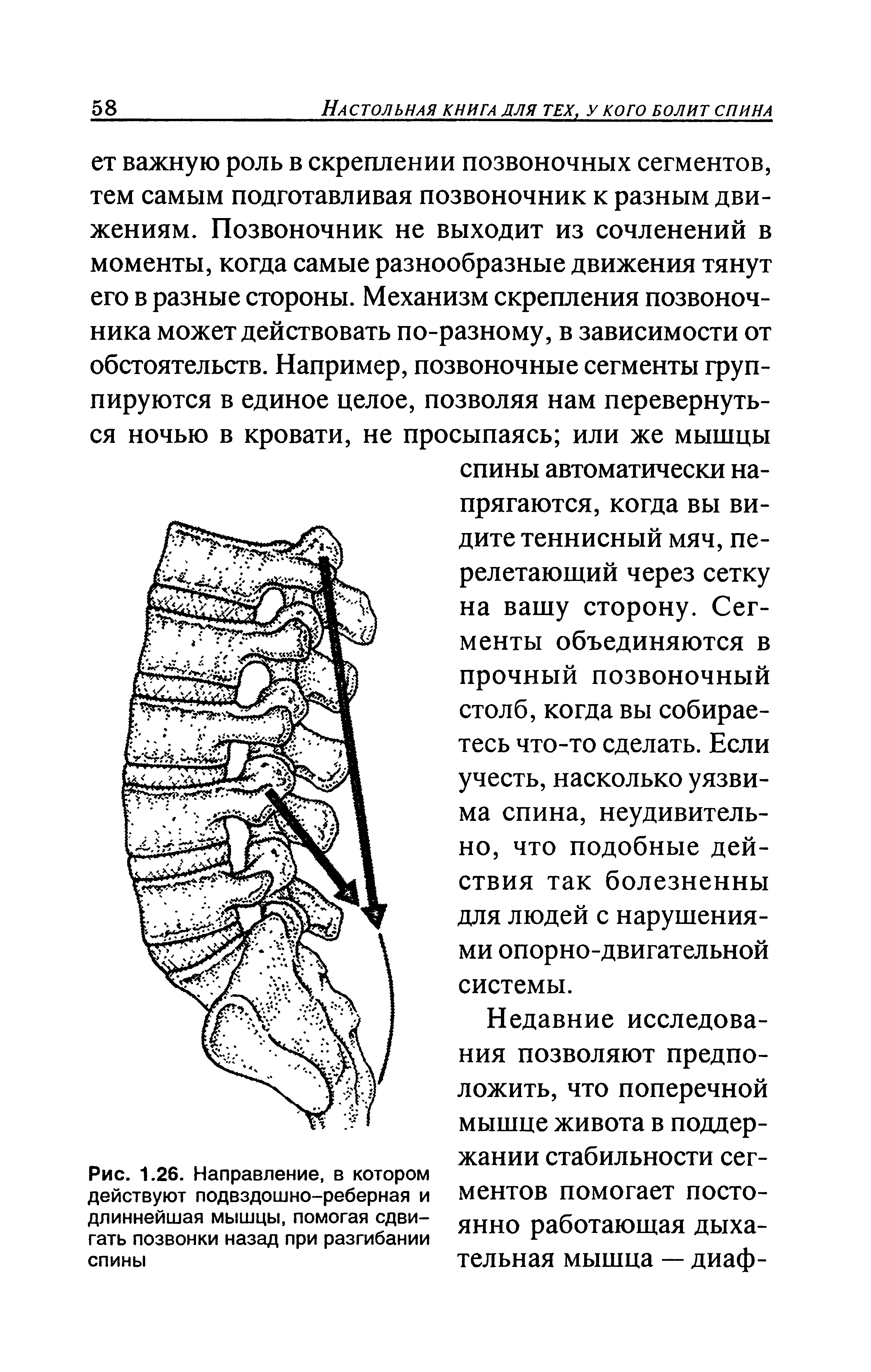 Рис. 1.26. Направление, в котором действуют подвздошно-реберная и длиннейшая мышцы, помогая сдвигать позвонки назад при разгибании спины...